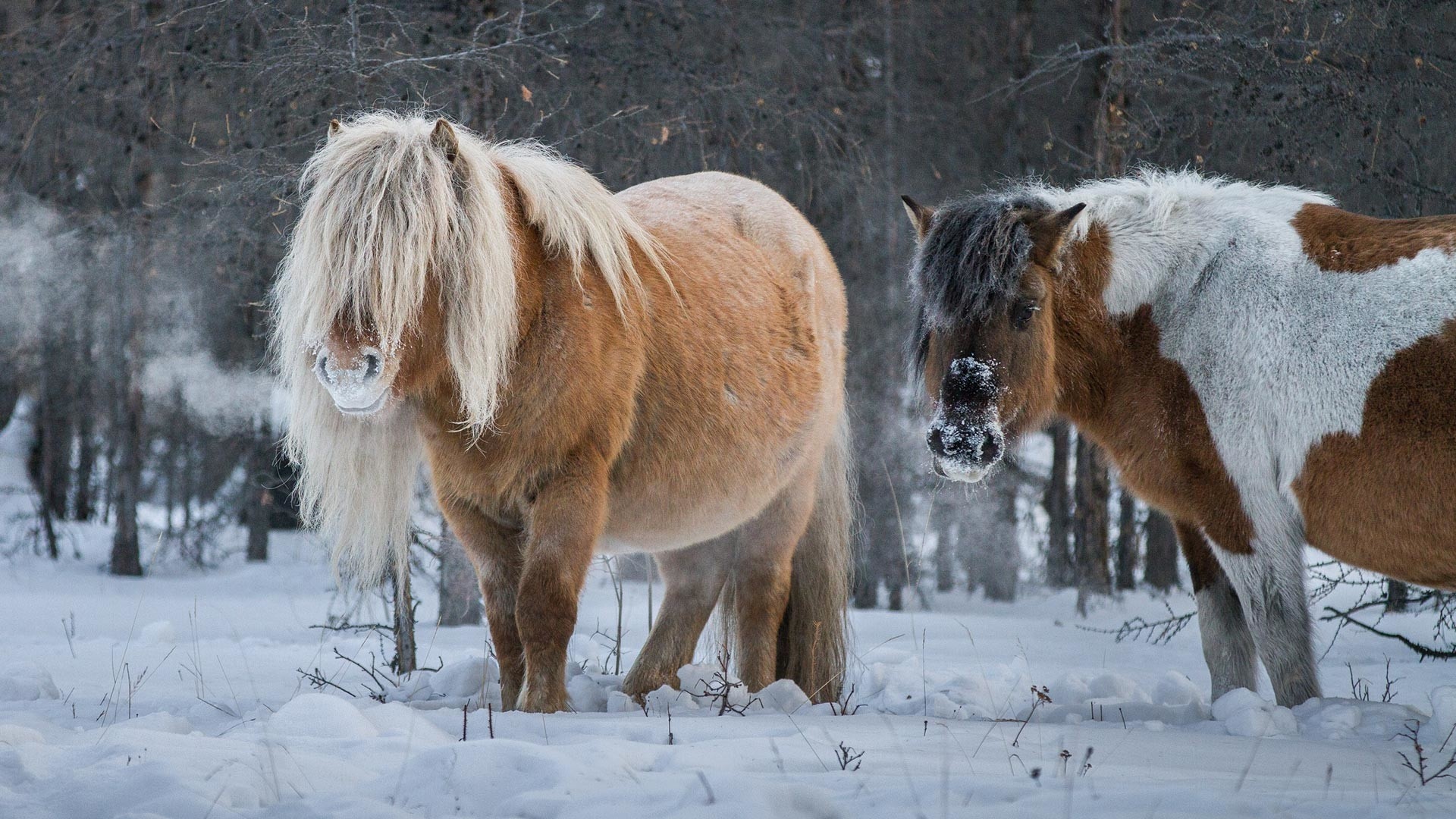 Yakut horse, Horses in the Snow Wallpaper, 1920x1080 Full HD Desktop