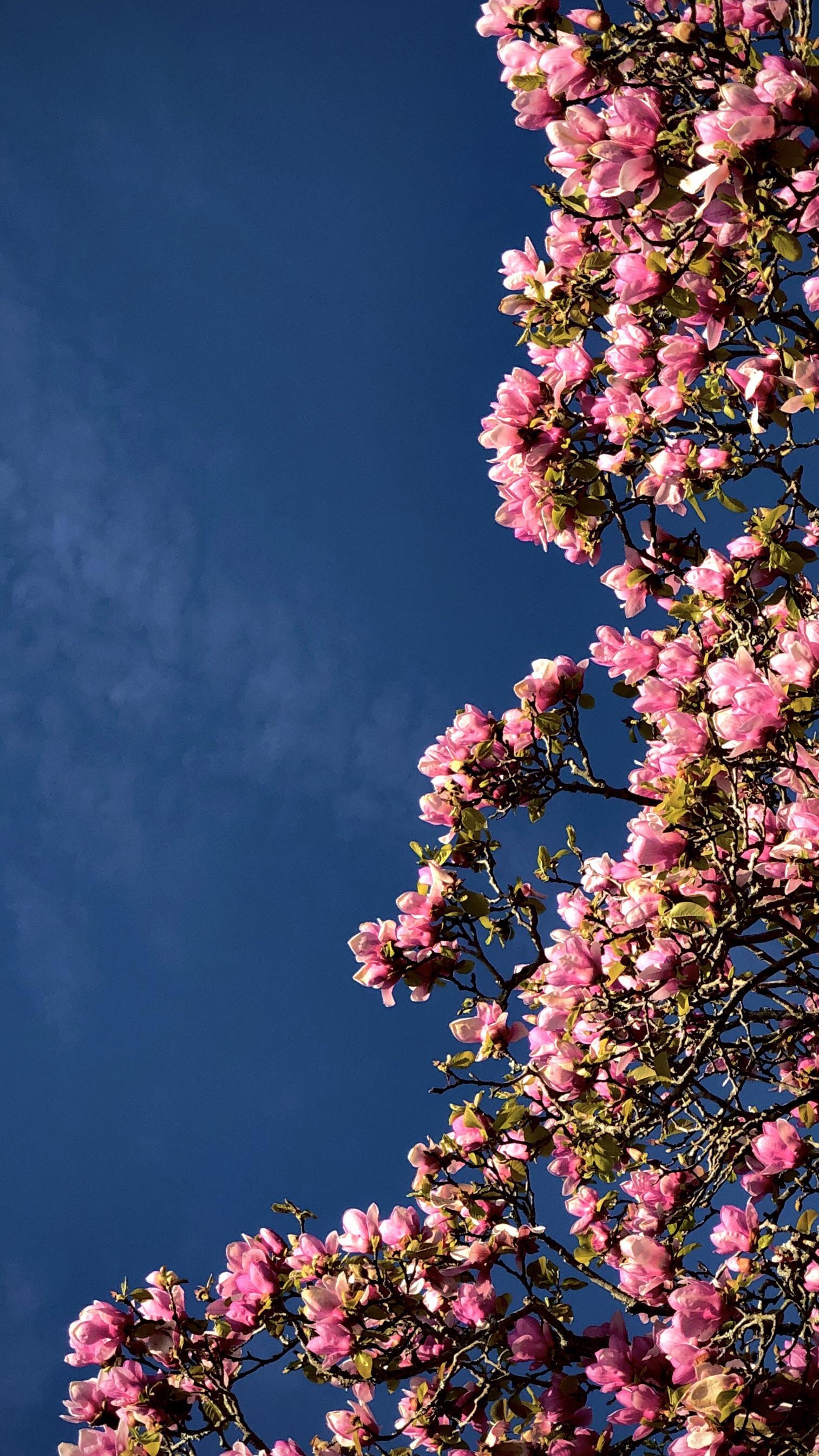 Magnolia, Beautiful Backgrounds Wallpaper, 1520x2690 HD Phone