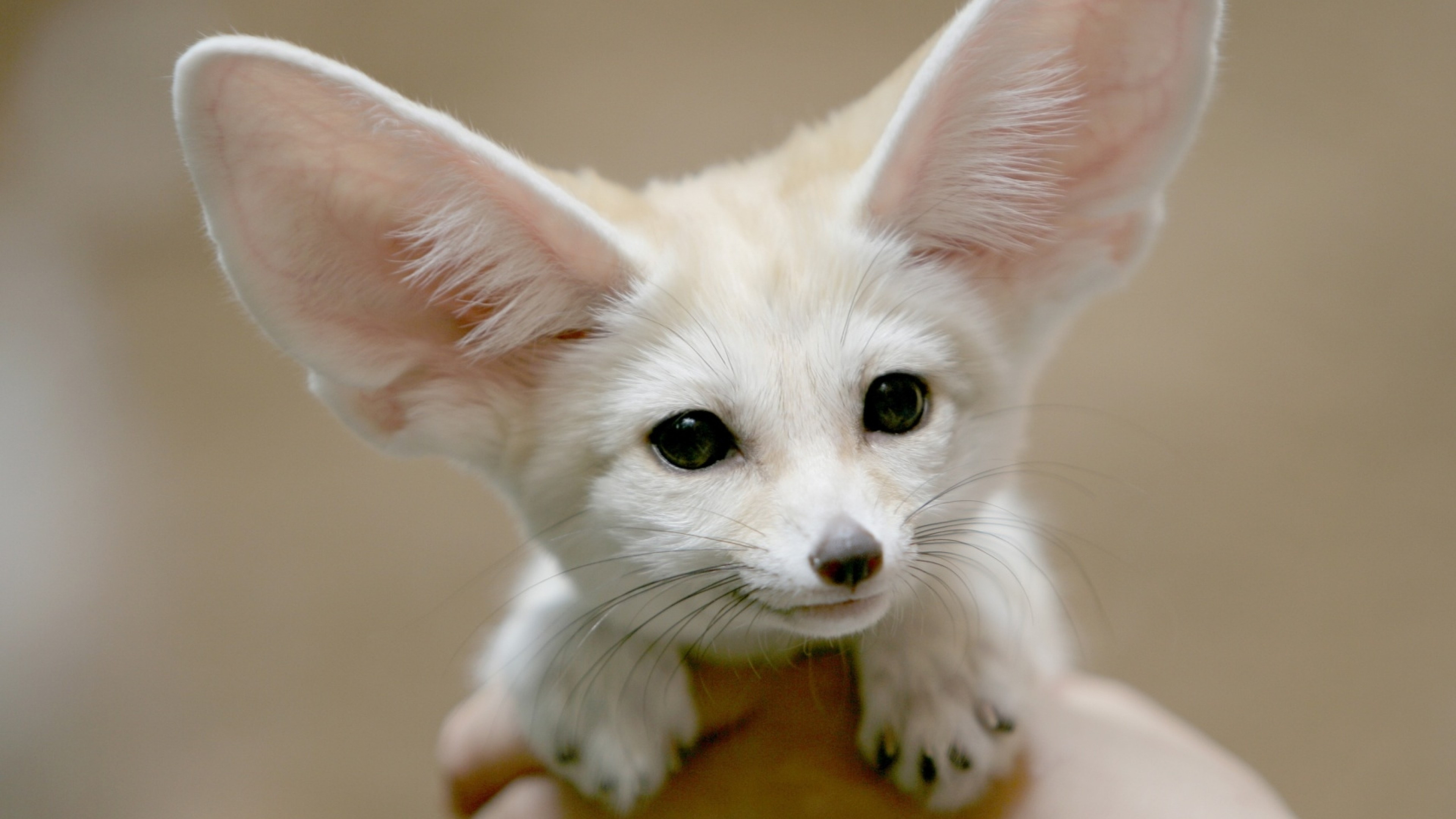 Close-up, Fennec Fox Wallpaper, 3840x2160 4K Desktop