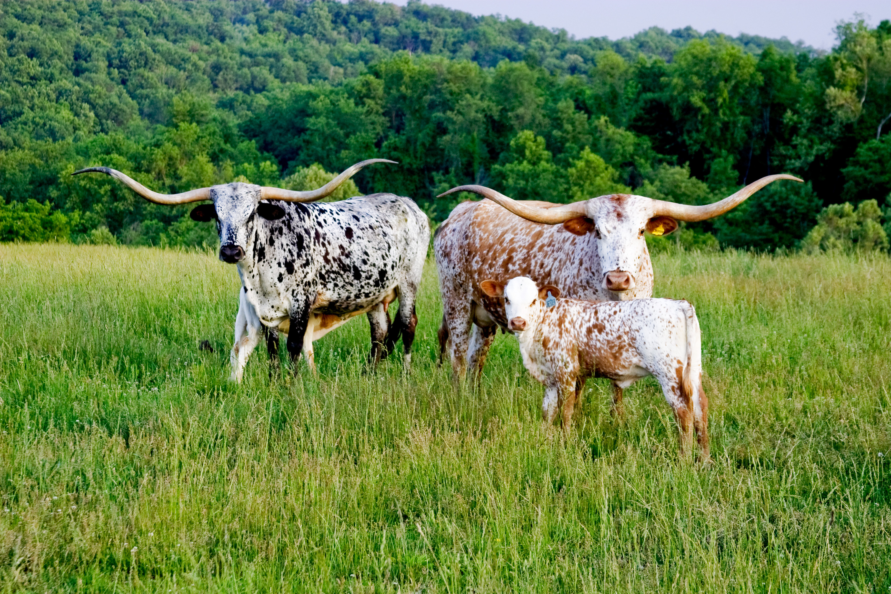 Family, Longhorn Wallpaper, 3080x2050 HD Desktop