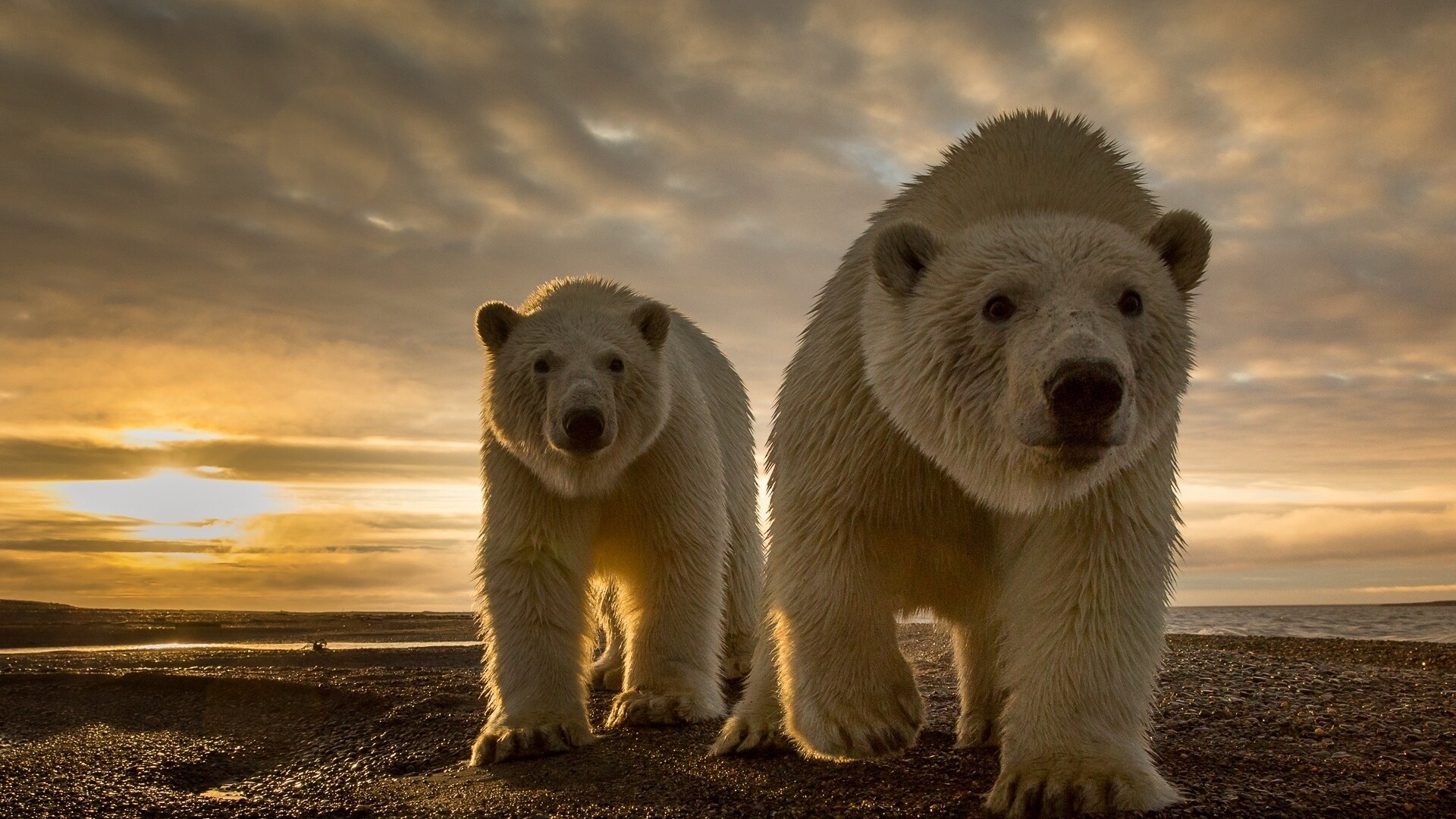 Bear, Powerful presence, Wolf companions, Desktop, 1920x1080 Full HD Desktop