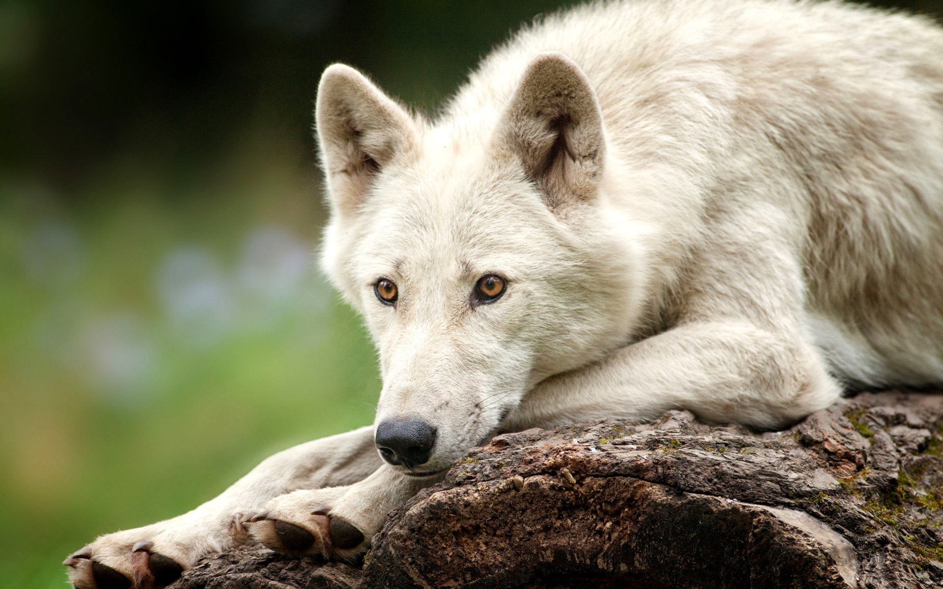 Arctic Wolf, Widescreen desktop wallpaper, Arctic tranquility, Full HD beauty, 1920x1200 HD Desktop