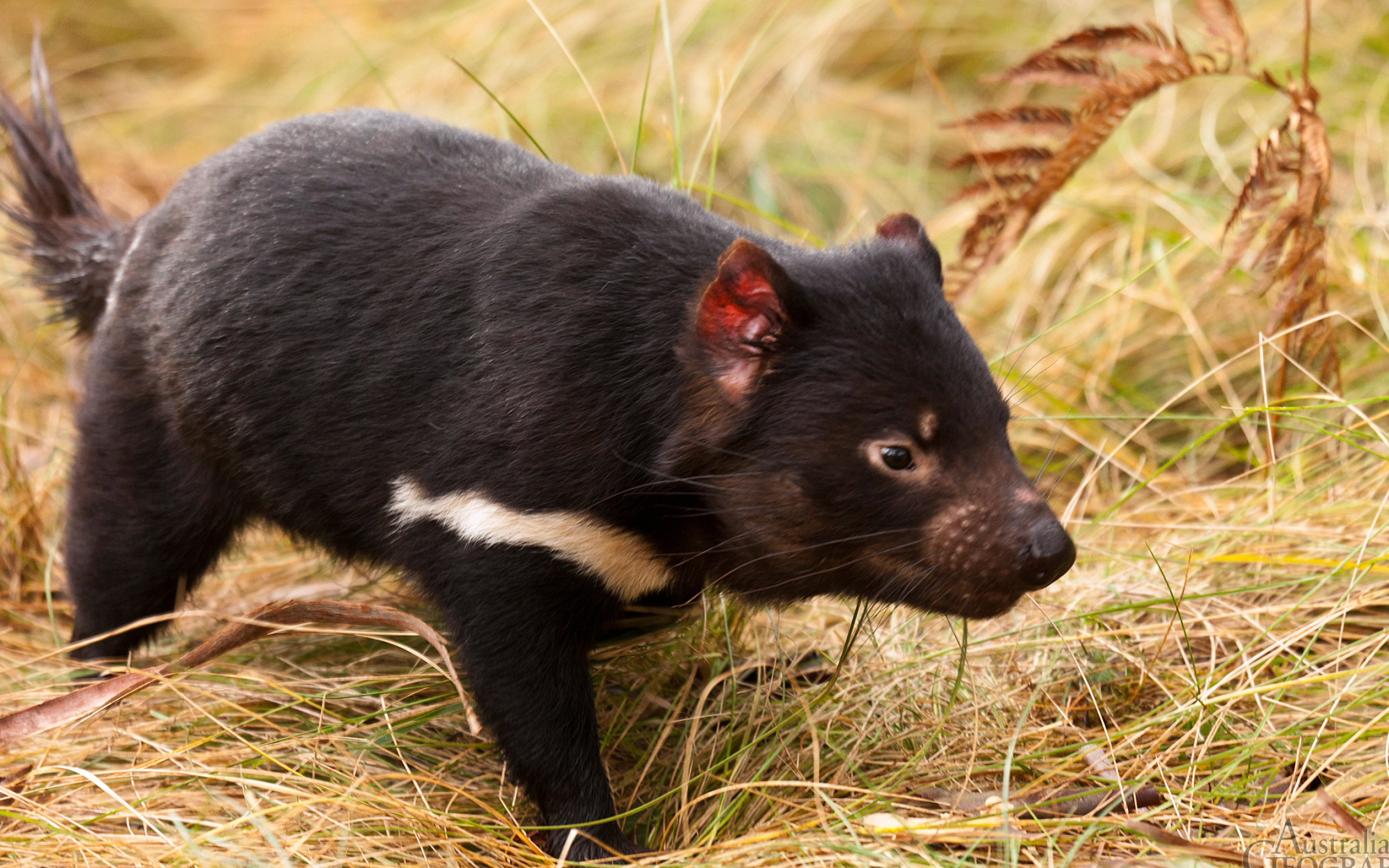 Tasmanian Devil wallpapers, Collection, Devil, Background, 2560x1600 HD Desktop