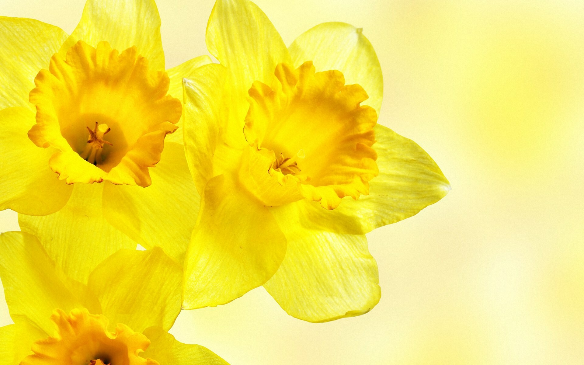 Close-up, Daffodils Wallpaper, 1920x1200 HD Desktop