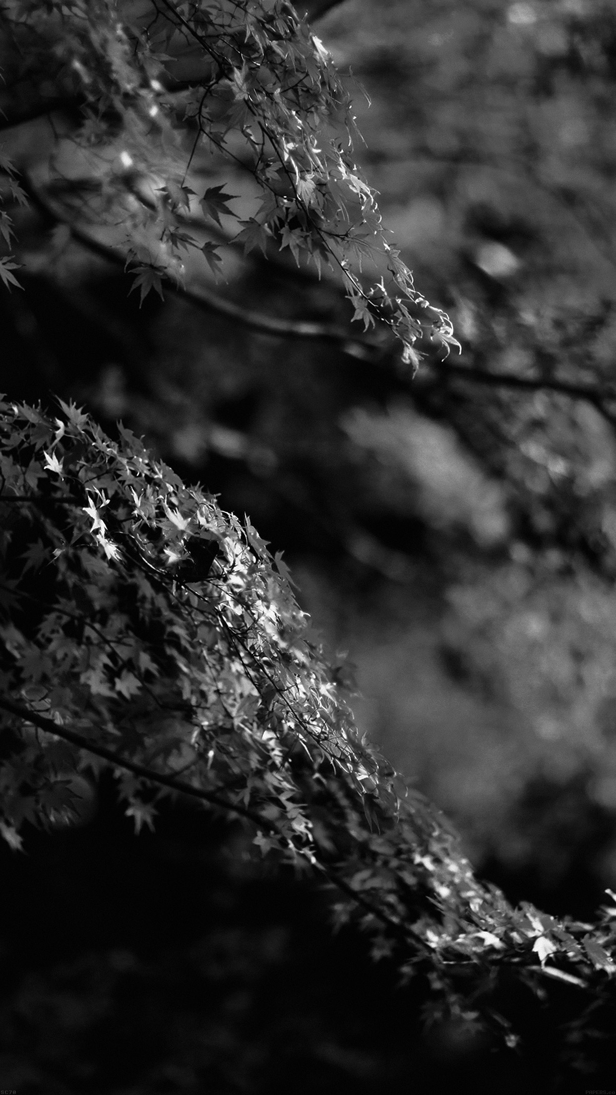 Japanese maple tree, Fall beauty, Black and white, Nature's contrast, 1250x2210 HD Phone