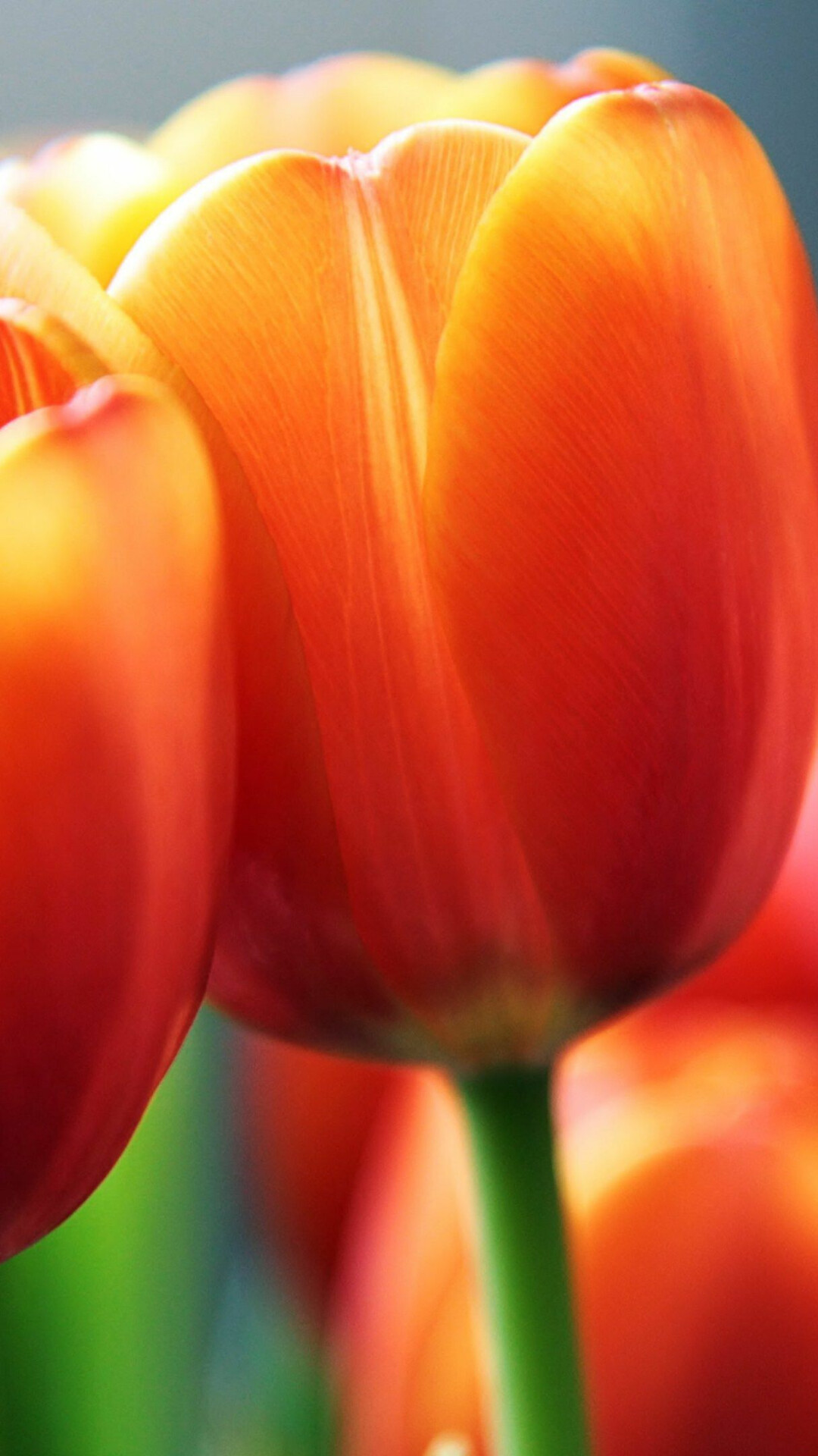 Tulip photography, Vibrant blooms, Floral elegance, Captivating beauty, 1080x1920 Full HD Phone