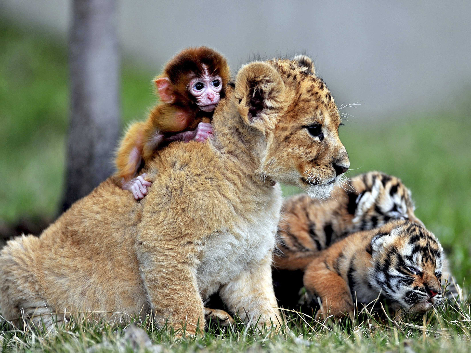 Lion, monkey, and tiger, Baby Animal Wallpaper, 1920x1440 HD Desktop