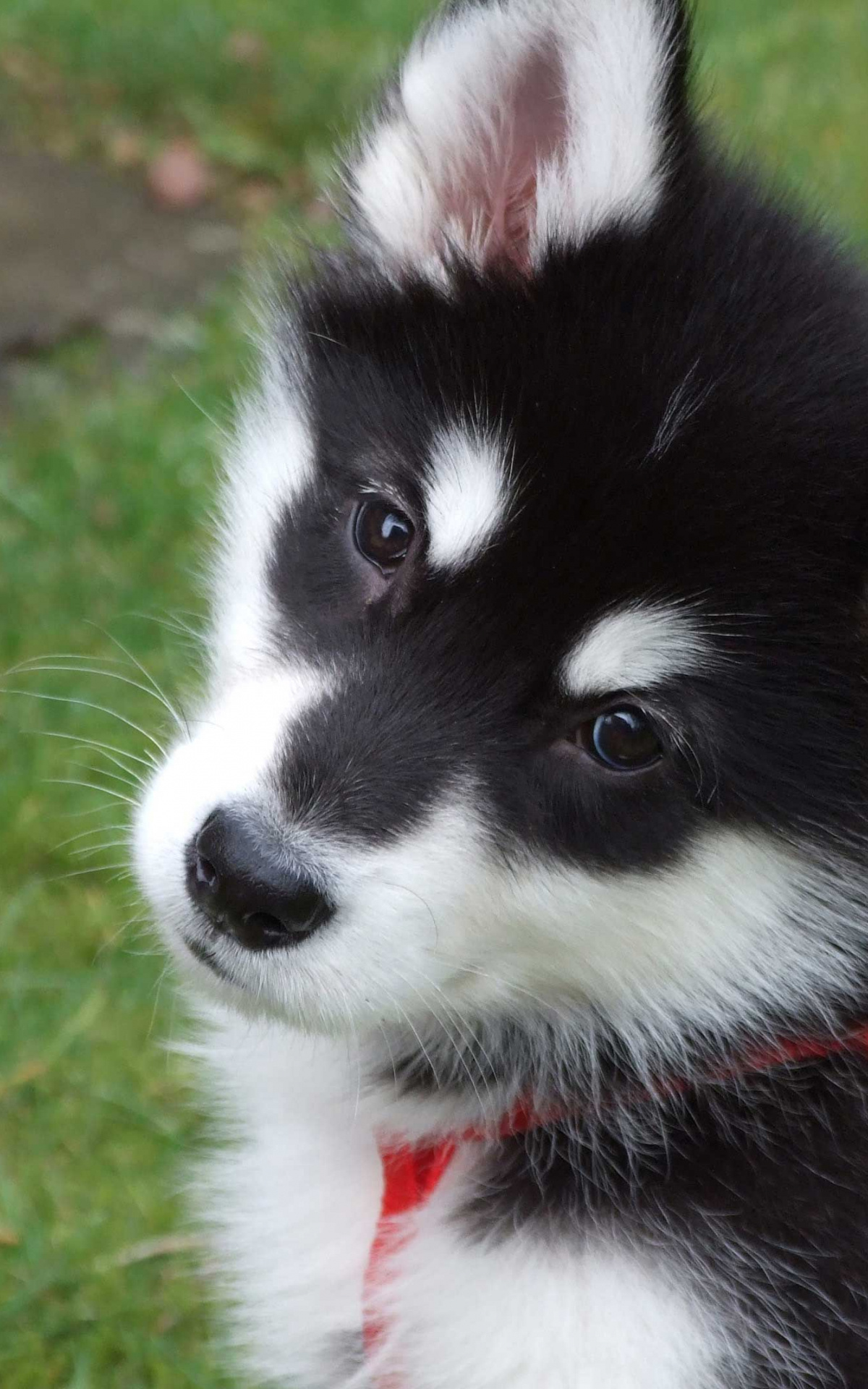 Puppy, Alaskan Malamutes Wallpaper, 1200x1920 HD Phone