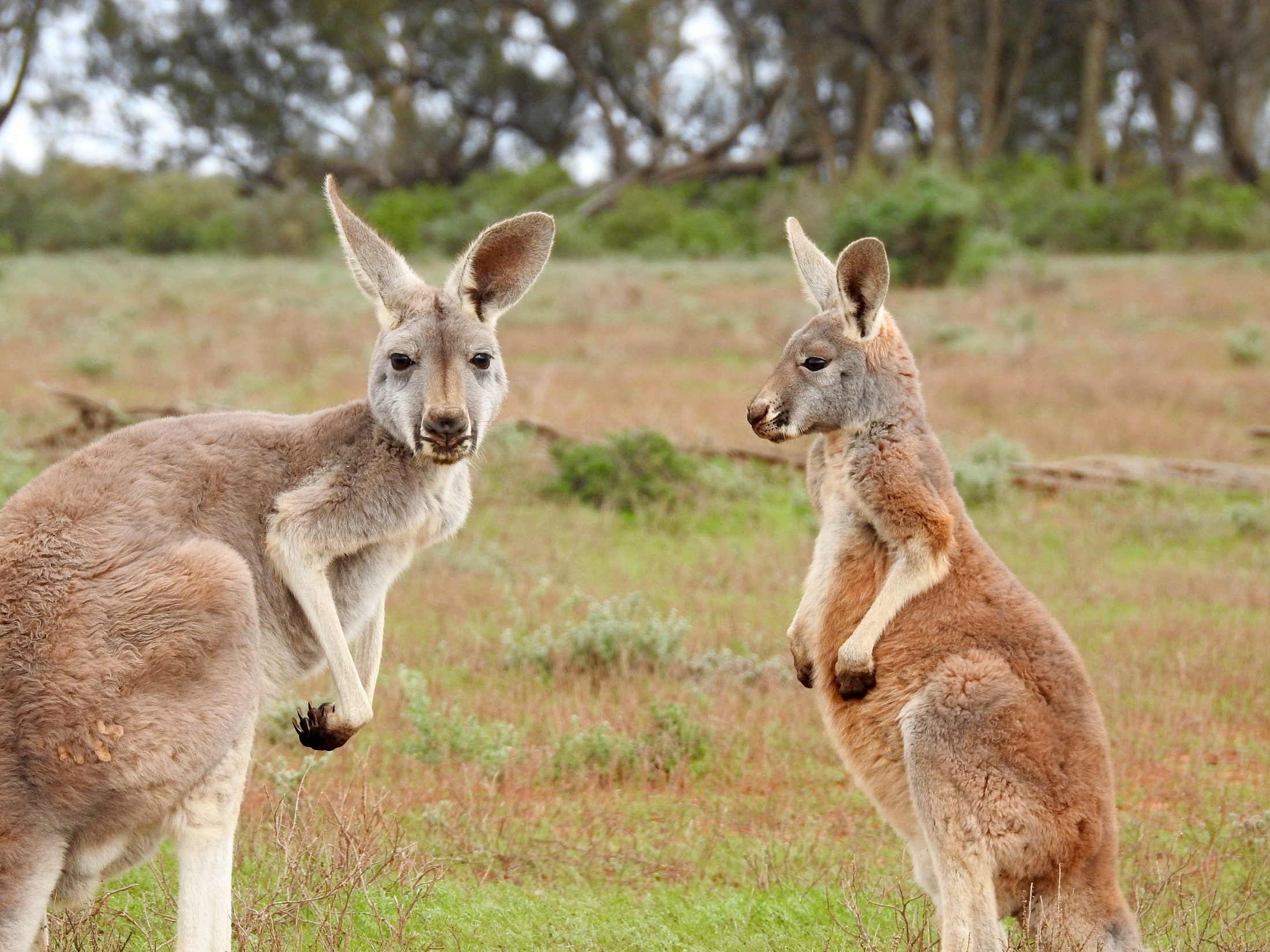 Kangaroo (Animals), Kangaroo wallpapers, Desktop backgrounds, Captivating visuals, 2200x1650 HD Desktop