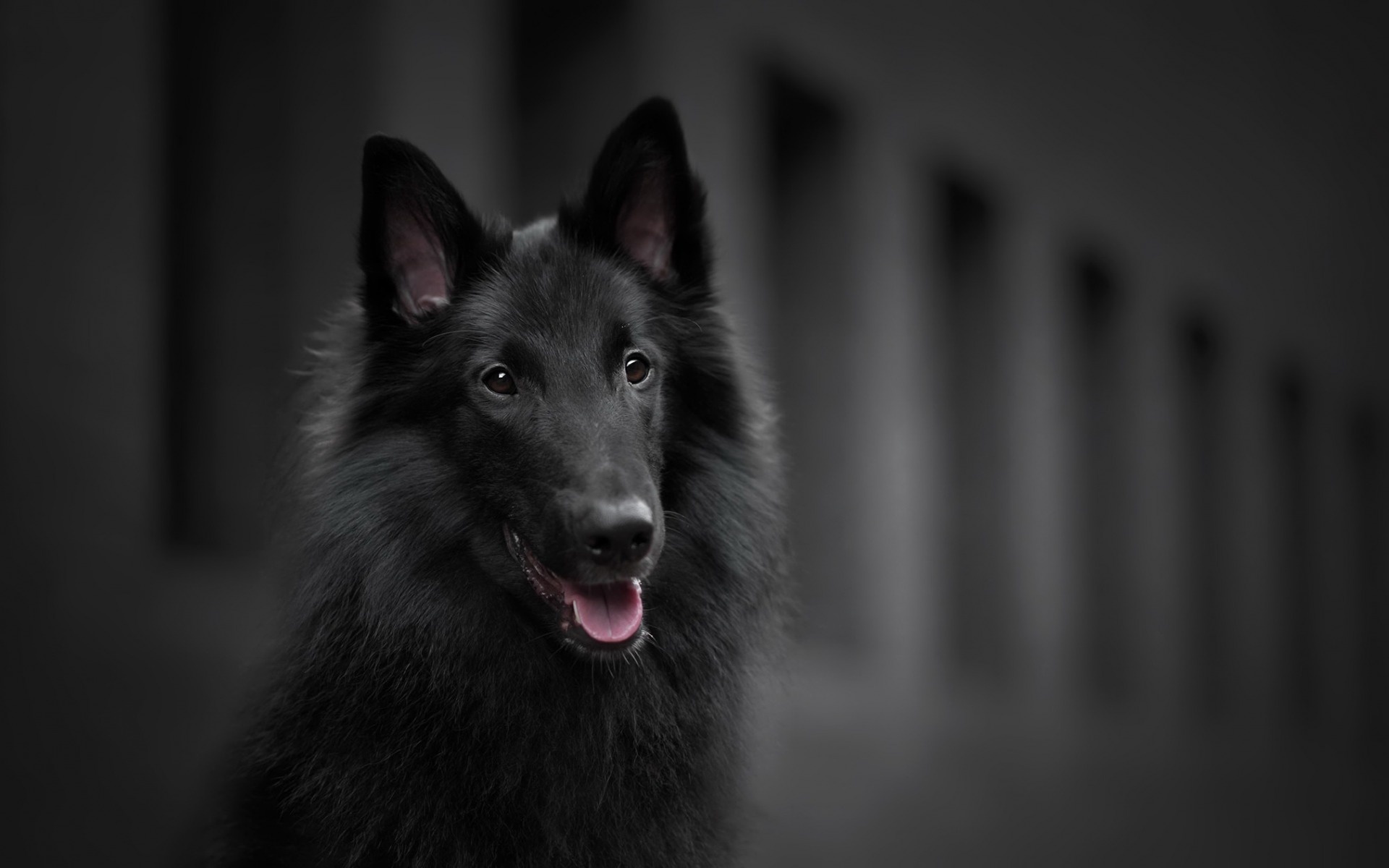 Belgian Shepherd, 20 wallpapers, High-quality images, Desktop backgrounds, 1920x1200 HD Desktop