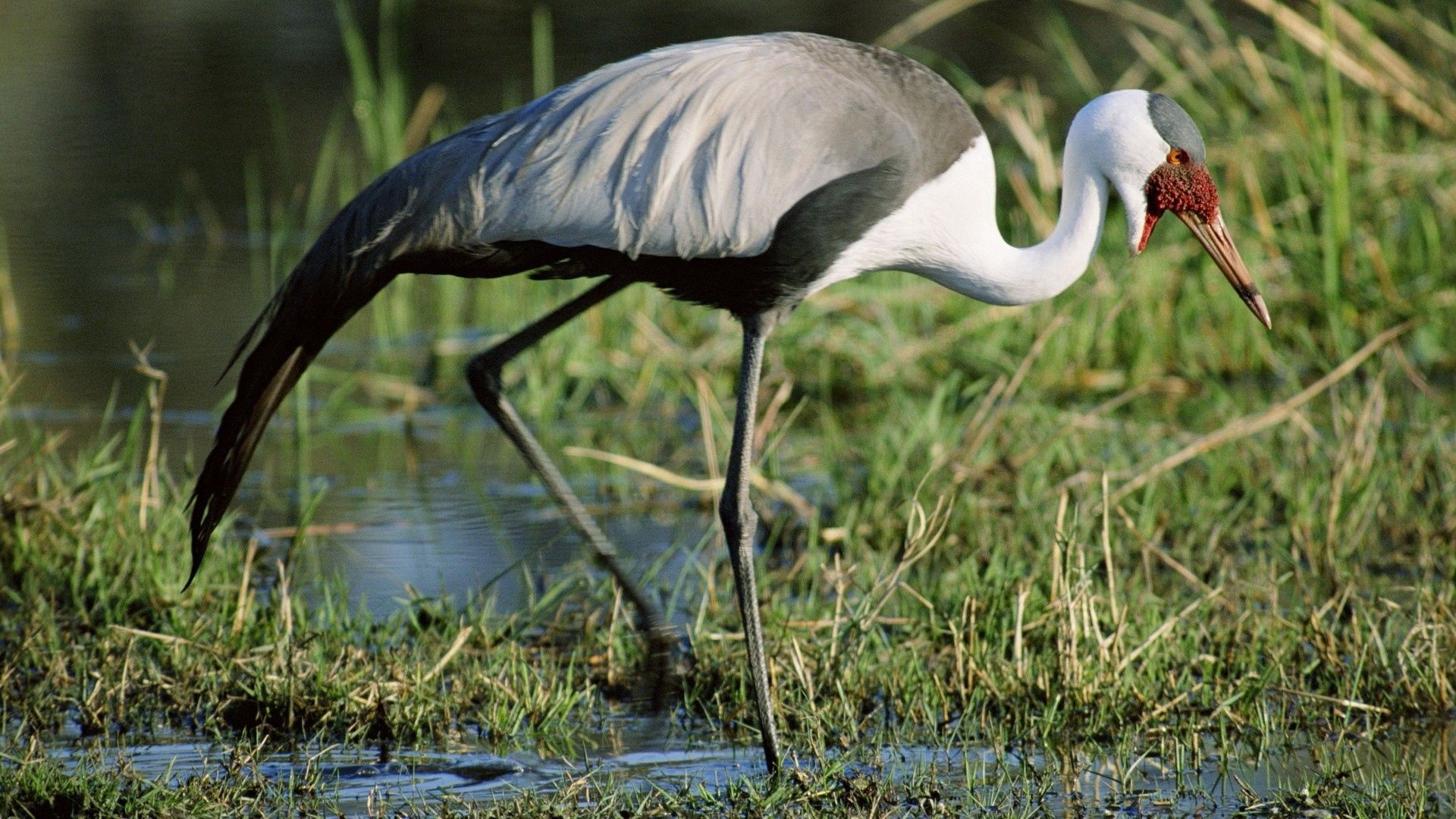 Heron, Graceful bird, Vibrant habitat, Symbol of nature, 1920x1080 Full HD Desktop