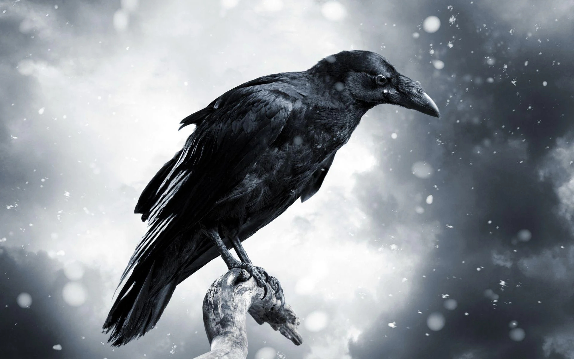 Crow wallpapers, Crow backgrounds, Desktop, 1920x1200 HD Desktop