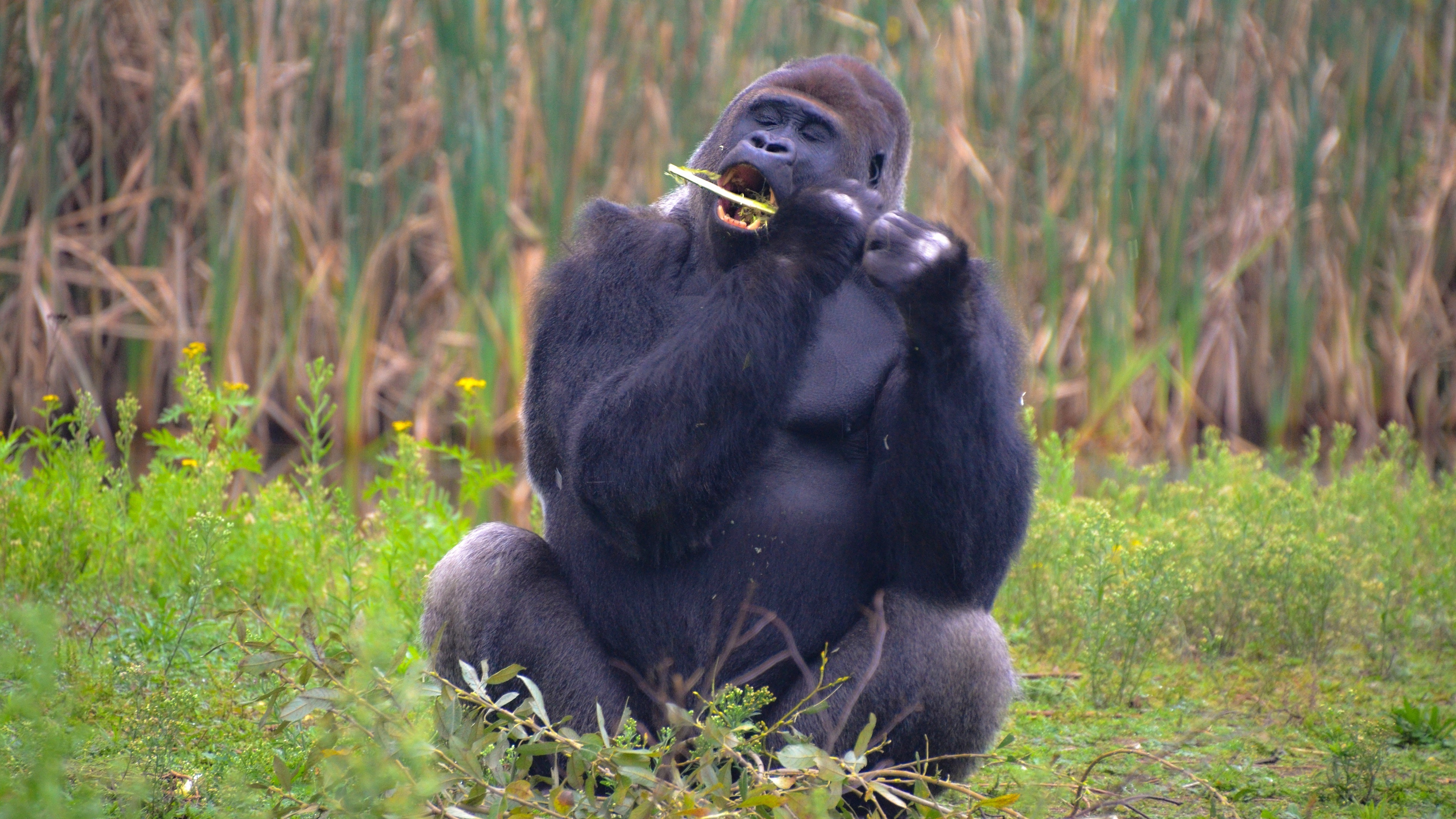 Eating, Gorillas Wallpaper, 3840x2160 4K Desktop