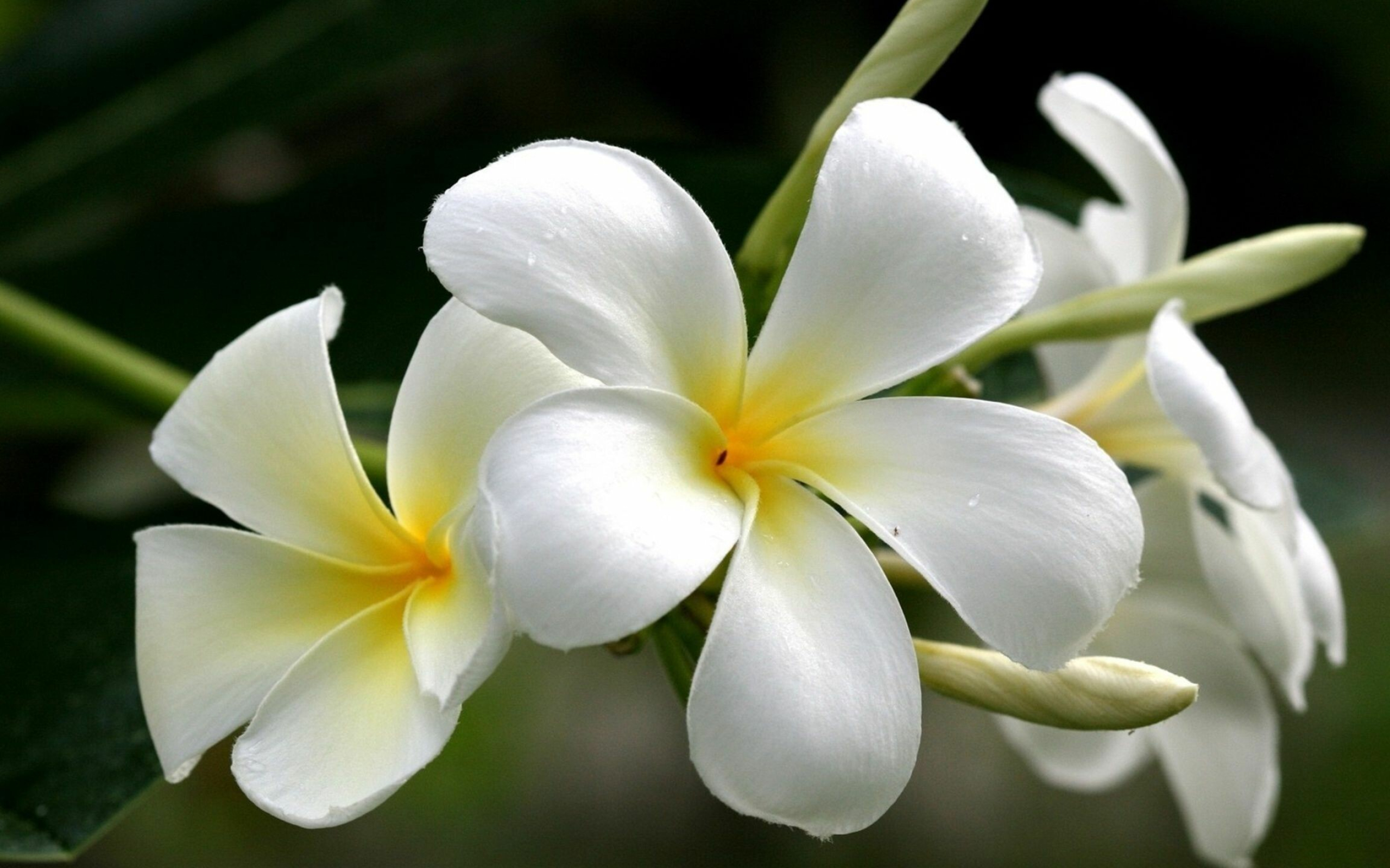 White plumeria wallpaper, Delicate flower blooms, Serene backdrop, Floral grace, 2560x1600 HD Desktop