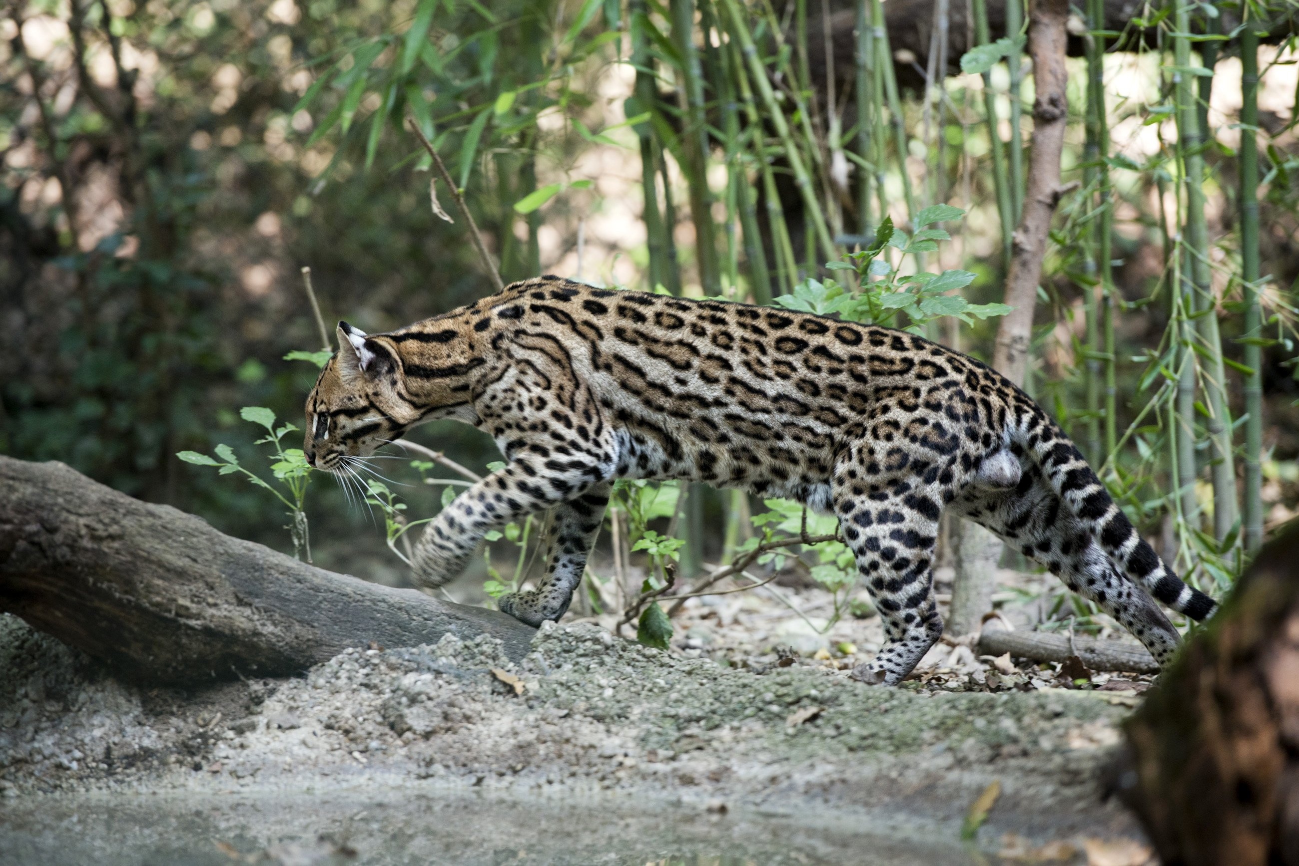 Ocelot, Big cats, Trunk tree, Leopardus pardalis, 2600x1740 HD Desktop