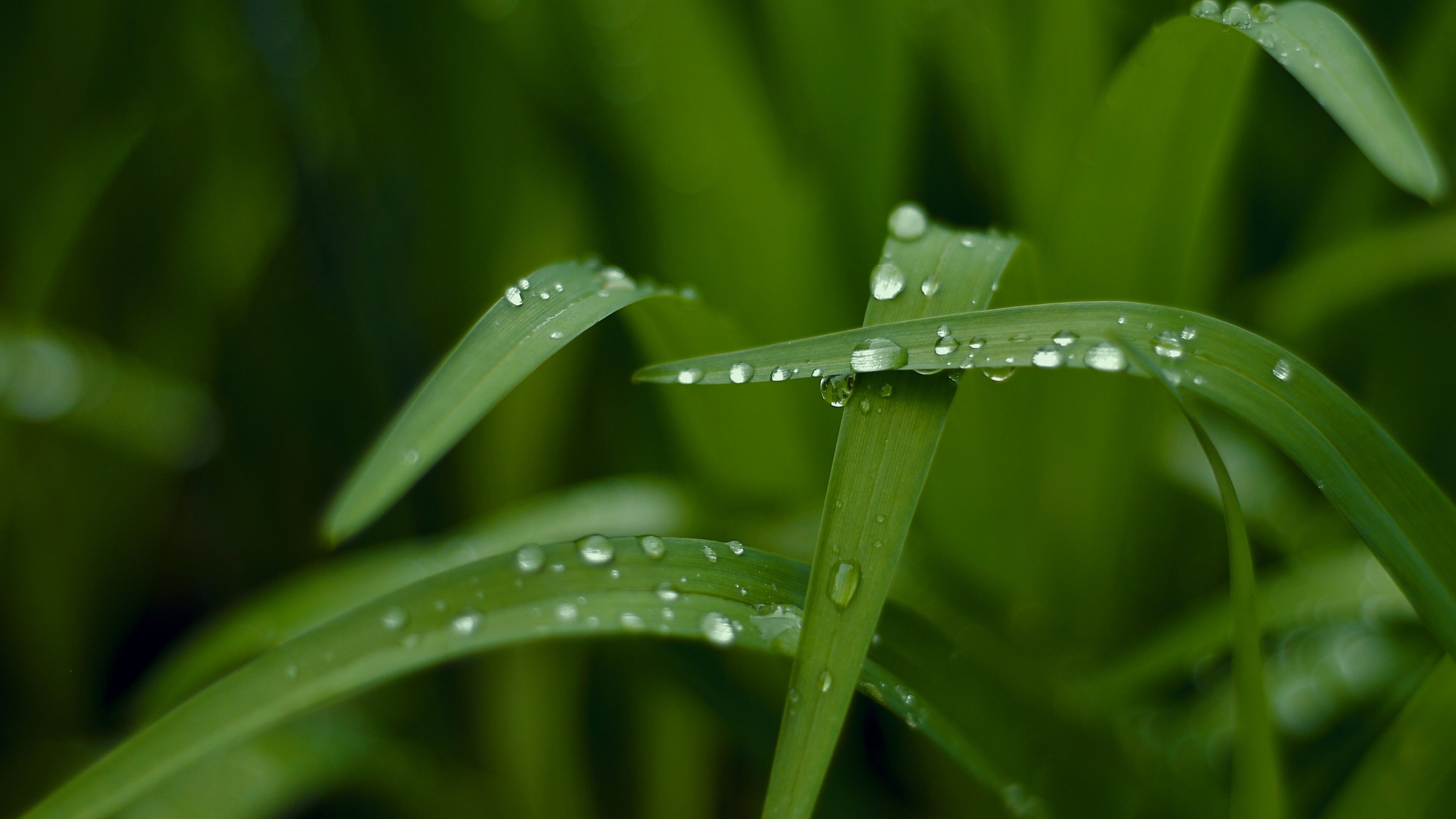 Dew, Go Green Wallpaper, 3840x2160 4K Desktop