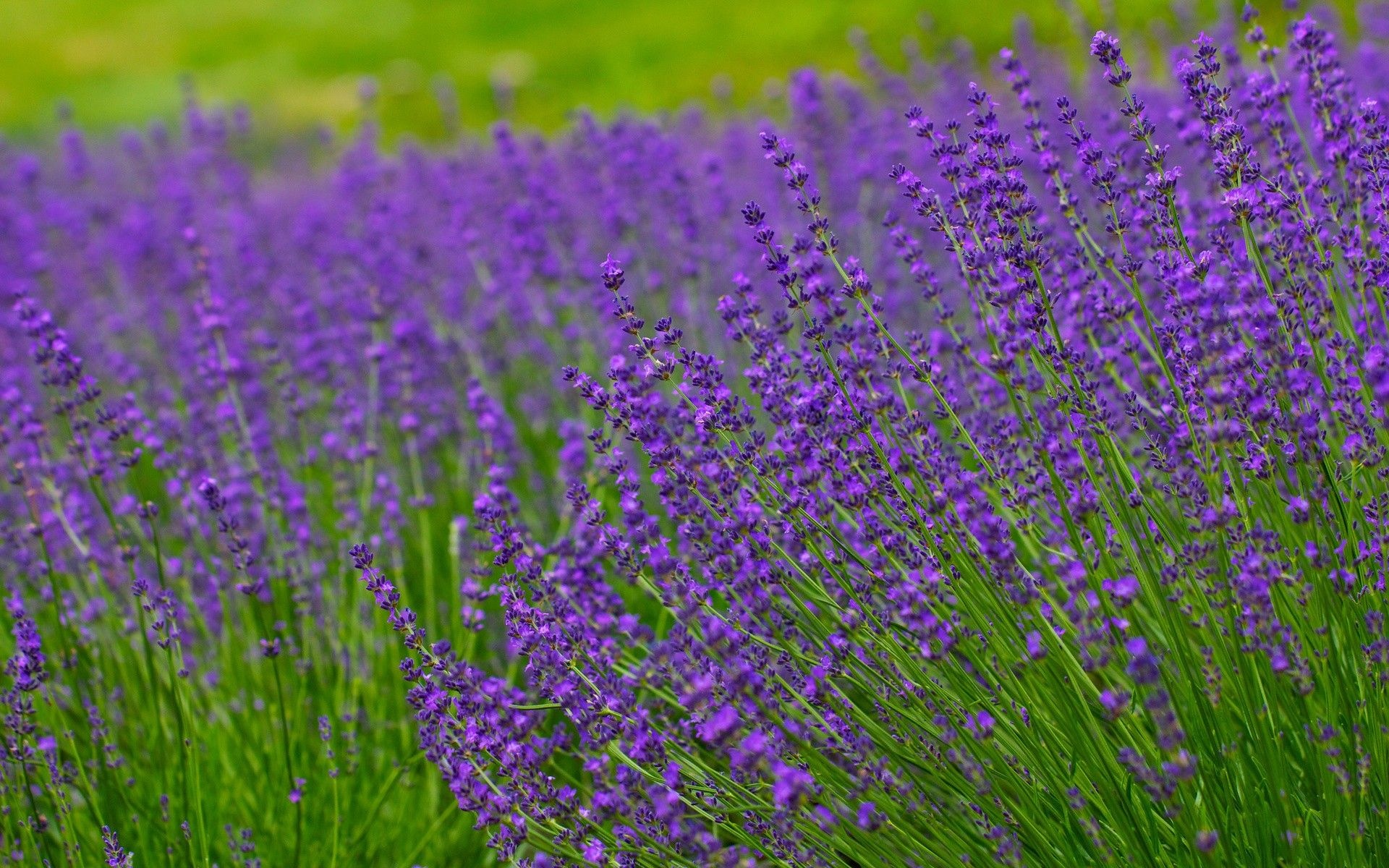 Lavender field, Nature's canvas, Tranquil beauty, Floral abundance, 1920x1200 HD Desktop