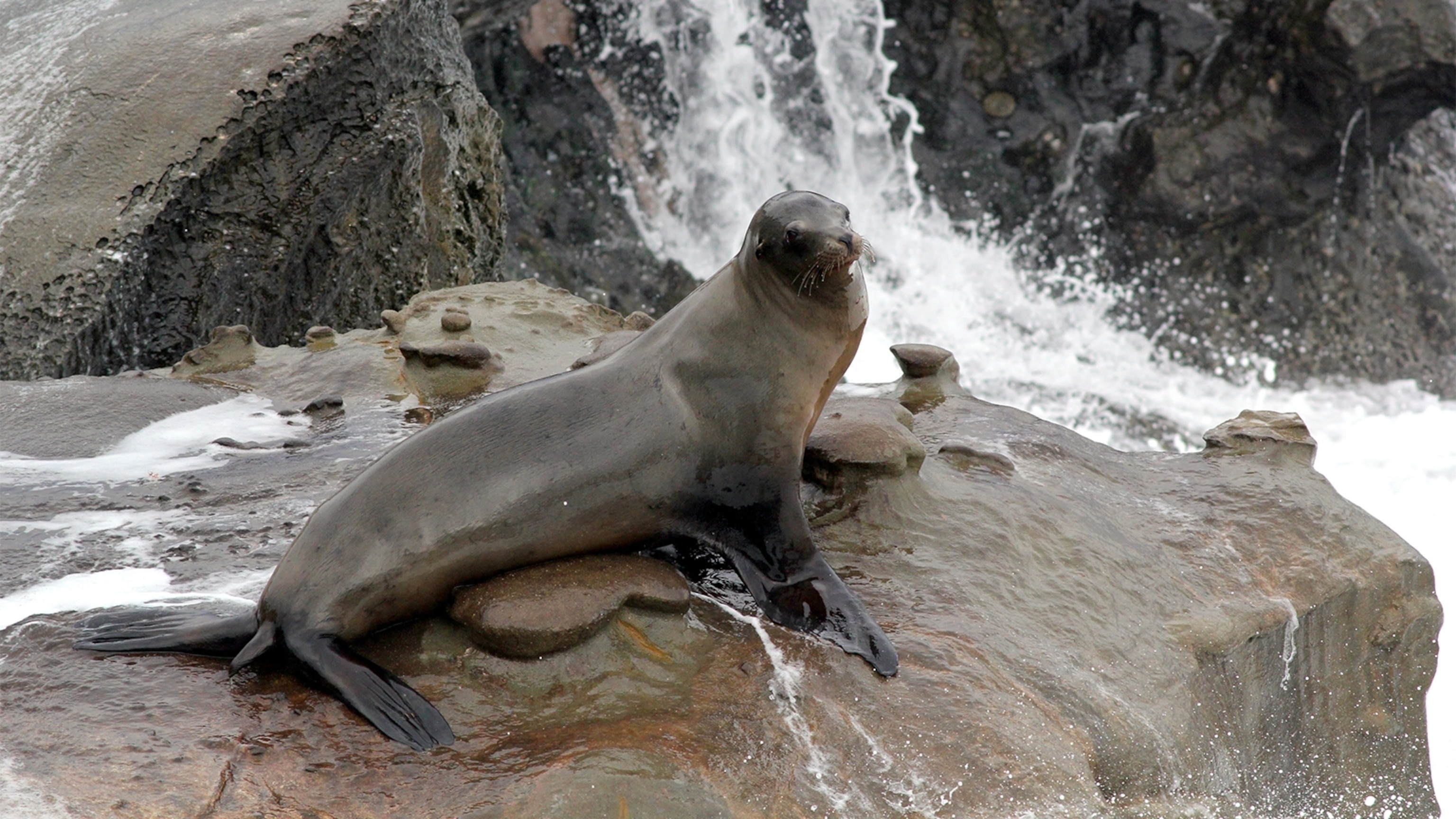 California sea lion, Sea Lions Wallpaper, 3080x1730 HD Desktop