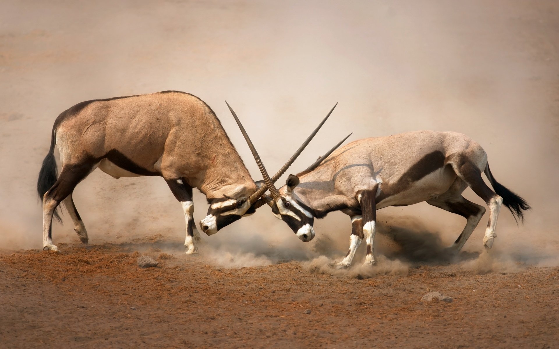 Gemsbok beauty, Namibian wilderness, Majestic wildlife, Nature's wonders, 1920x1200 HD Desktop