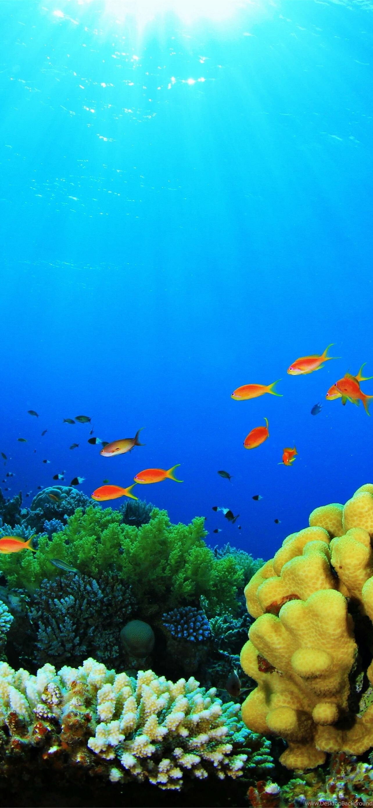 Great Barrier Reef, Stunning marine life, Coral reef ecosystem, Natural wonder, 1290x2780 HD Phone