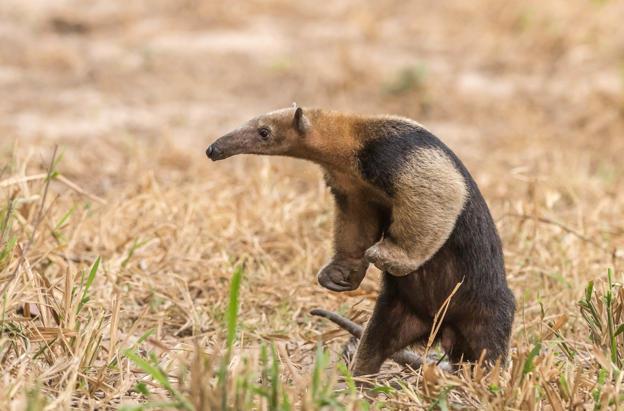 Anteater wallpapers, Anteater, Wallpaper, Hd desktop, 2050x1360 HD Desktop