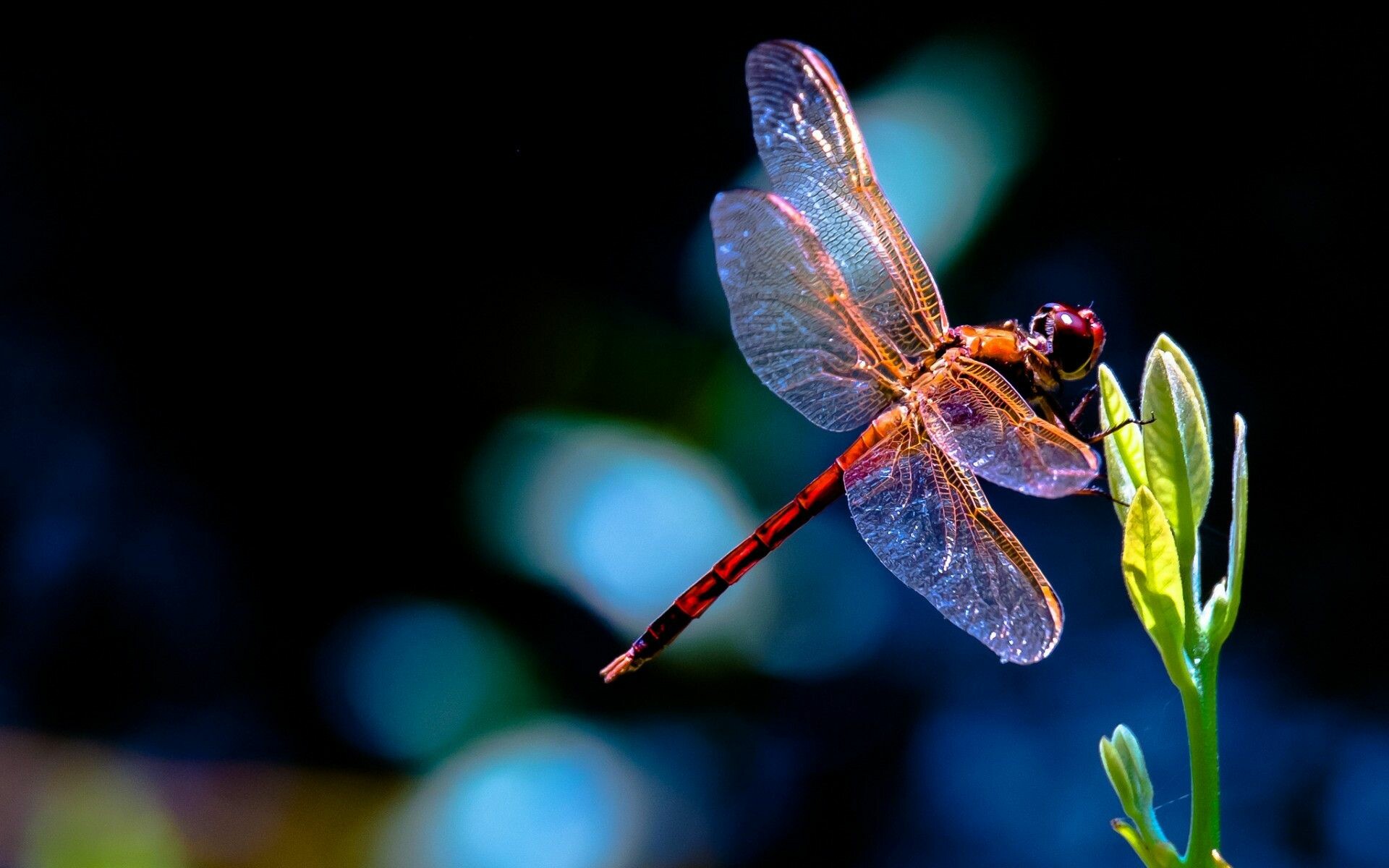 Dragonfly HD wallpapers, Dragonfly, 1920x1200 HD Desktop