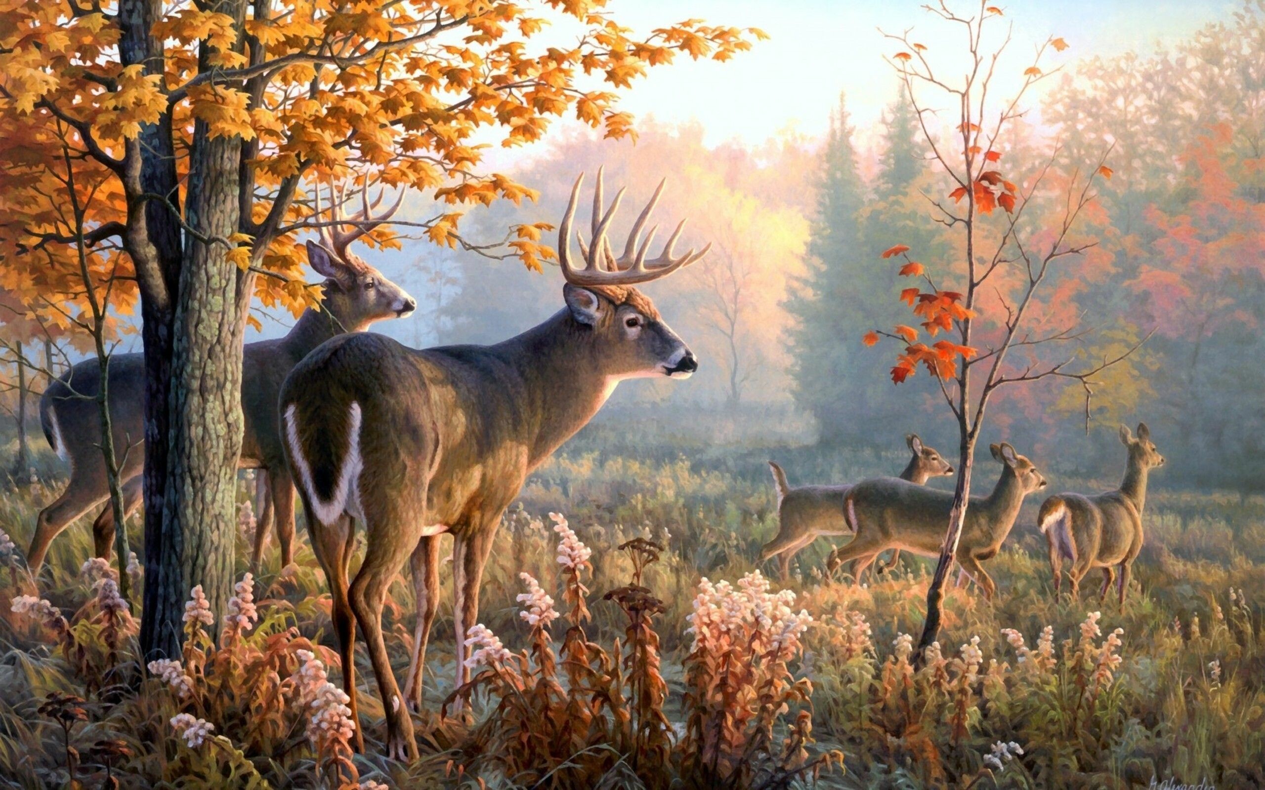 Reindeer, Deer, Wallpapers, Animals, 2560x1600 HD Desktop