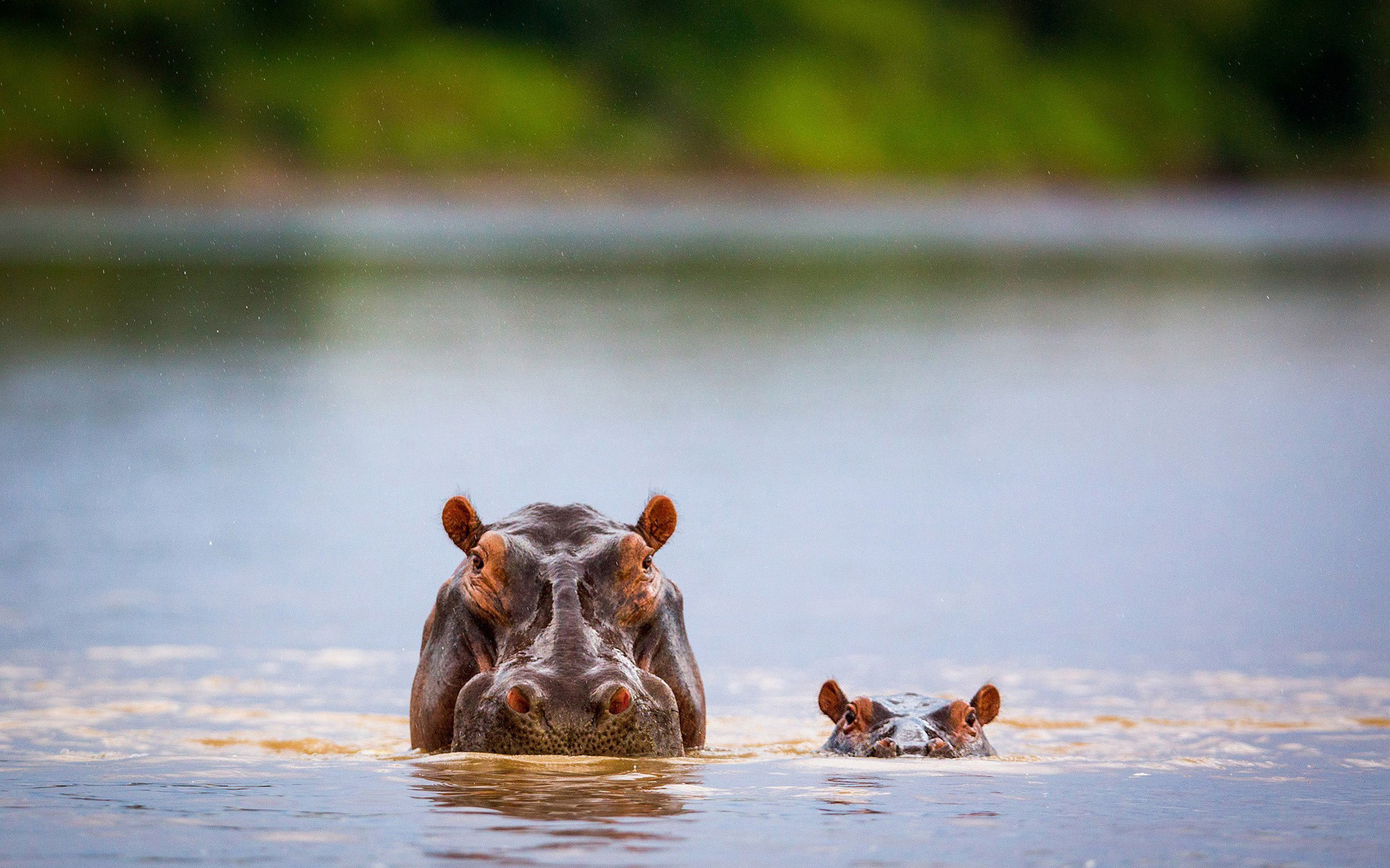 Africa, Hippos, Wildlife, Mother and cub, 1920x1200 HD Desktop