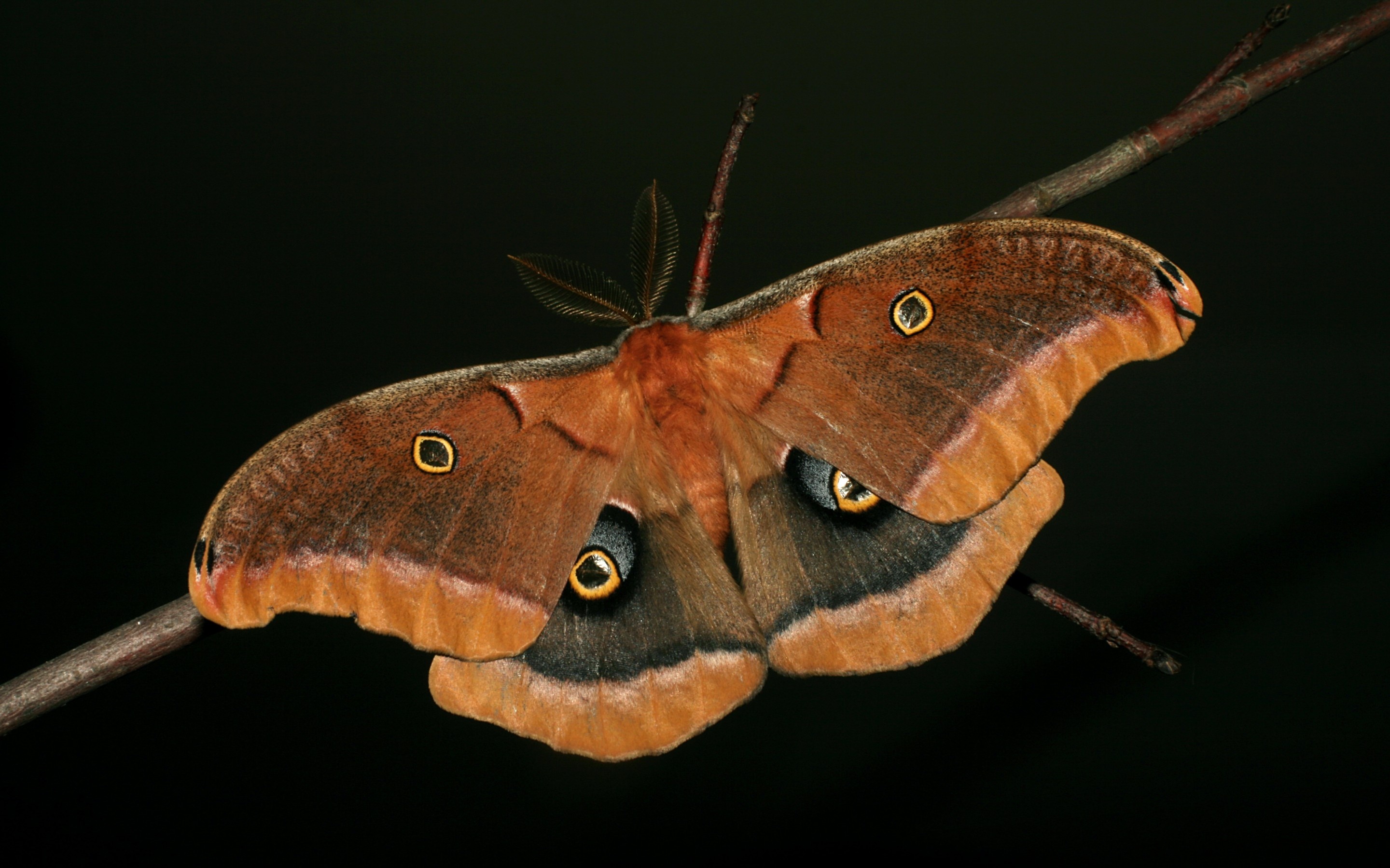 Moth wallpaper, 1920x1080, 2880x1800 HD Desktop