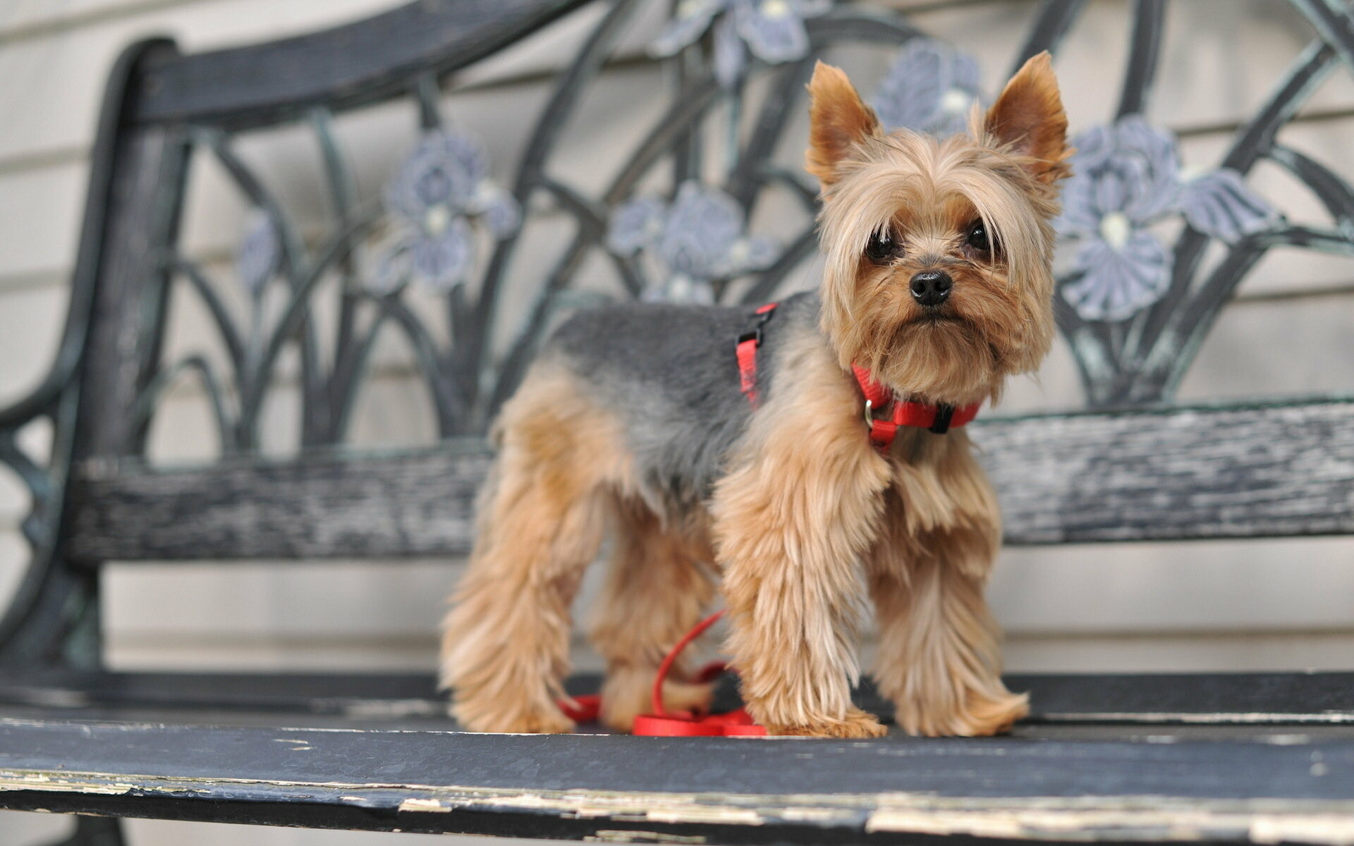 Yorkshire Terrier, HD wallpaper, Computer, 1920x1200 HD Desktop