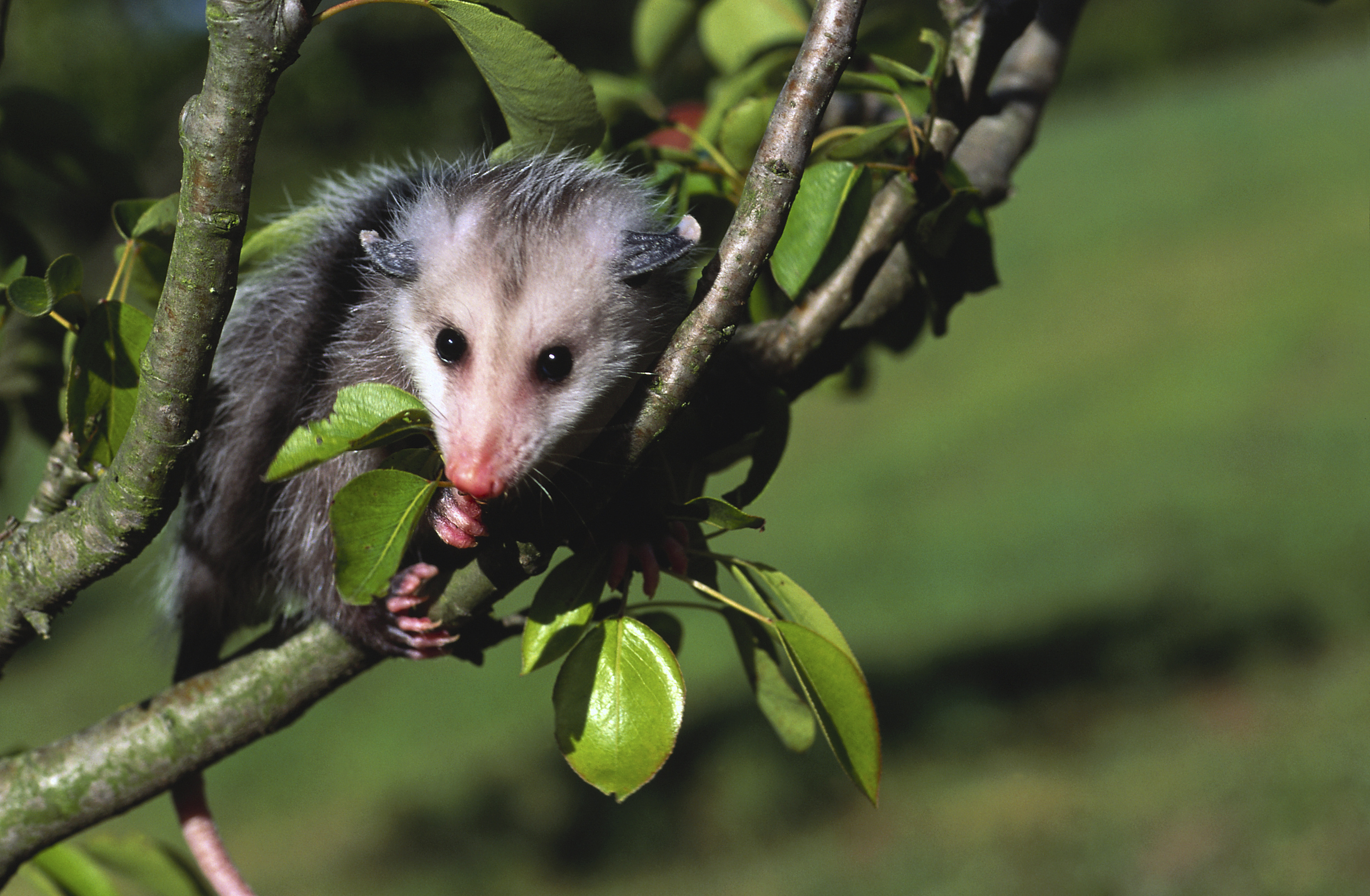 Opossum adaptation, Survival strategies, Unique traits, Natural selection, 3300x2160 HD Desktop