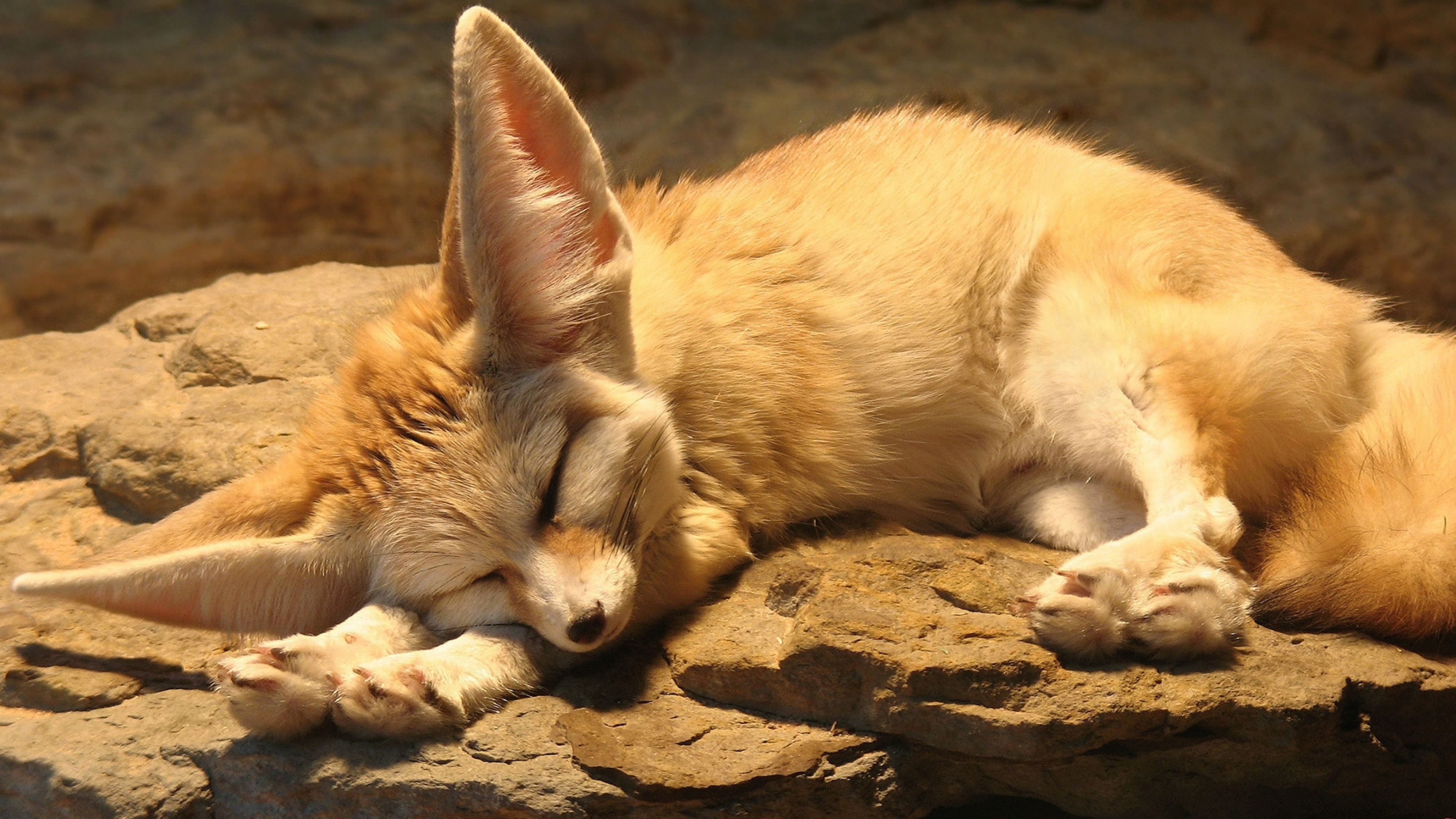 Fennec Fox, HD wallpapers, Beautiful fox images, Sandy habitat, 3840x2160 4K Desktop