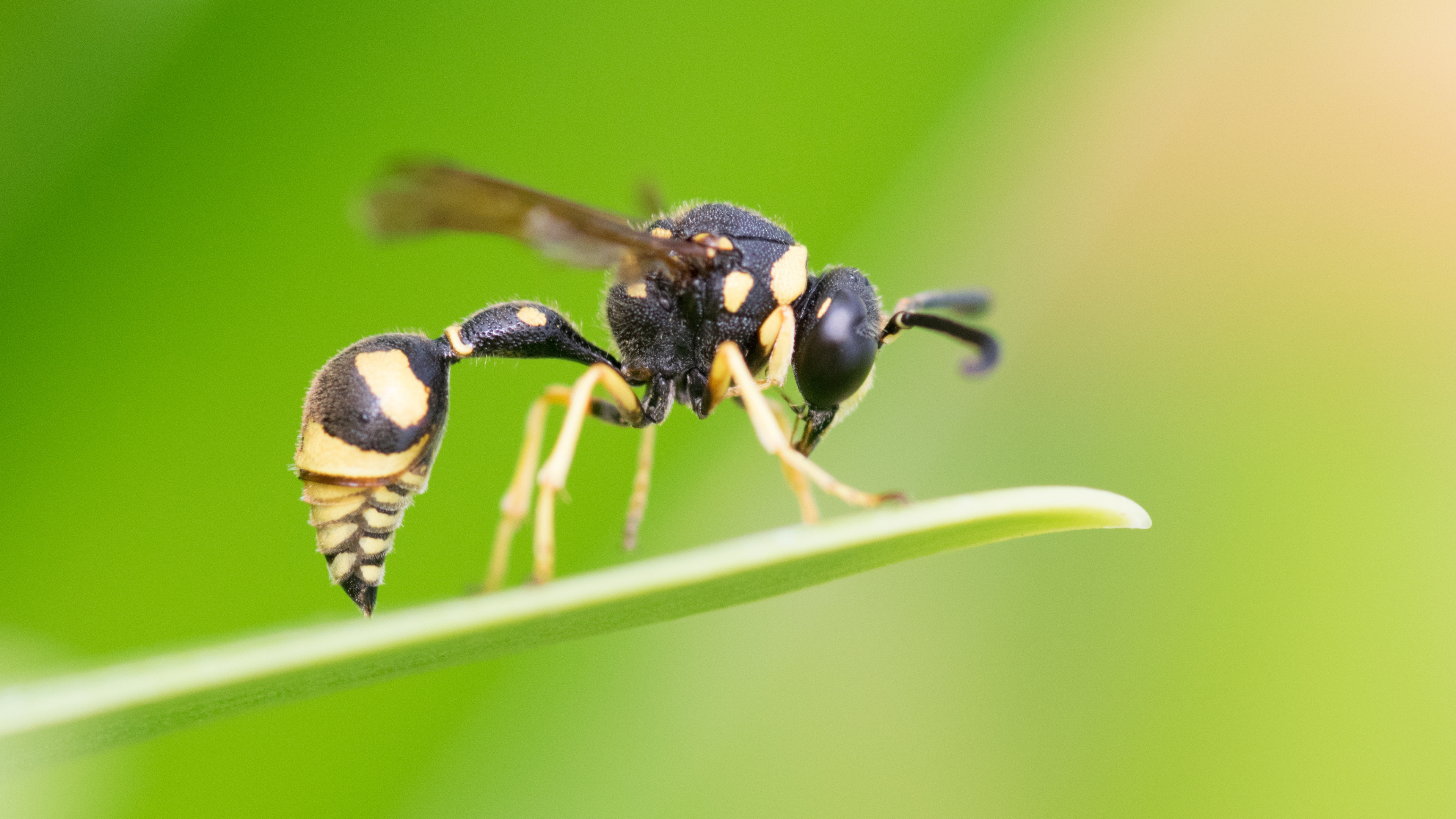 The potter, Wasp Wallpaper, 3840x2160 4K Desktop