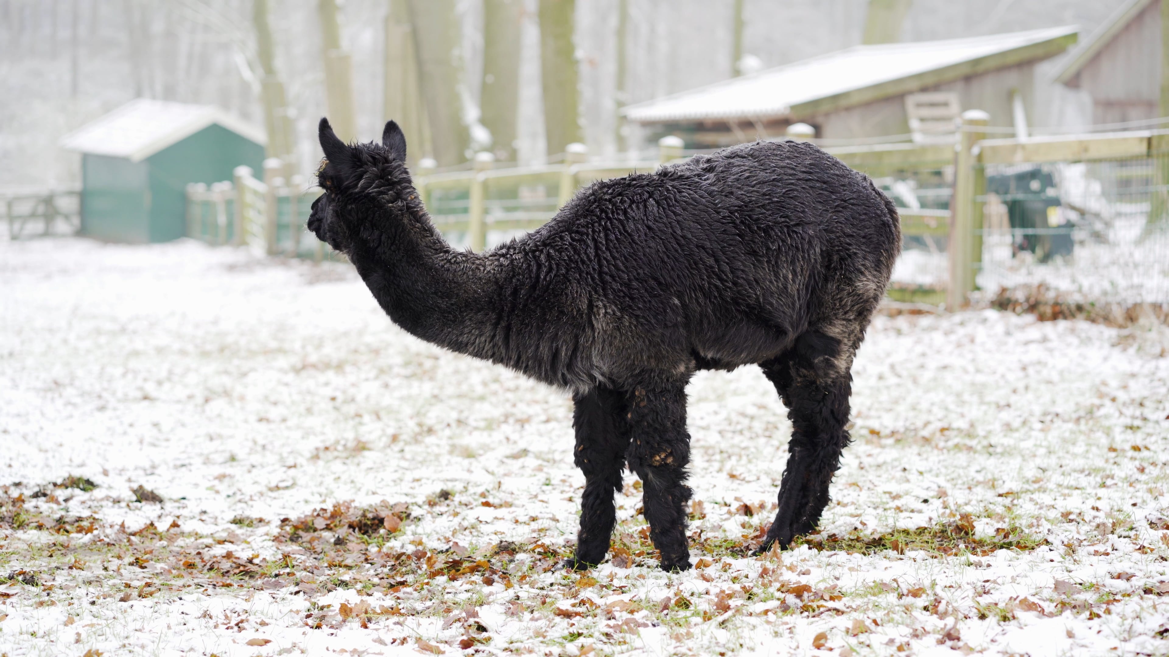 Black alpaca, Grazing peacefully, Unique video, Animal serenity, 3840x2160 4K Desktop