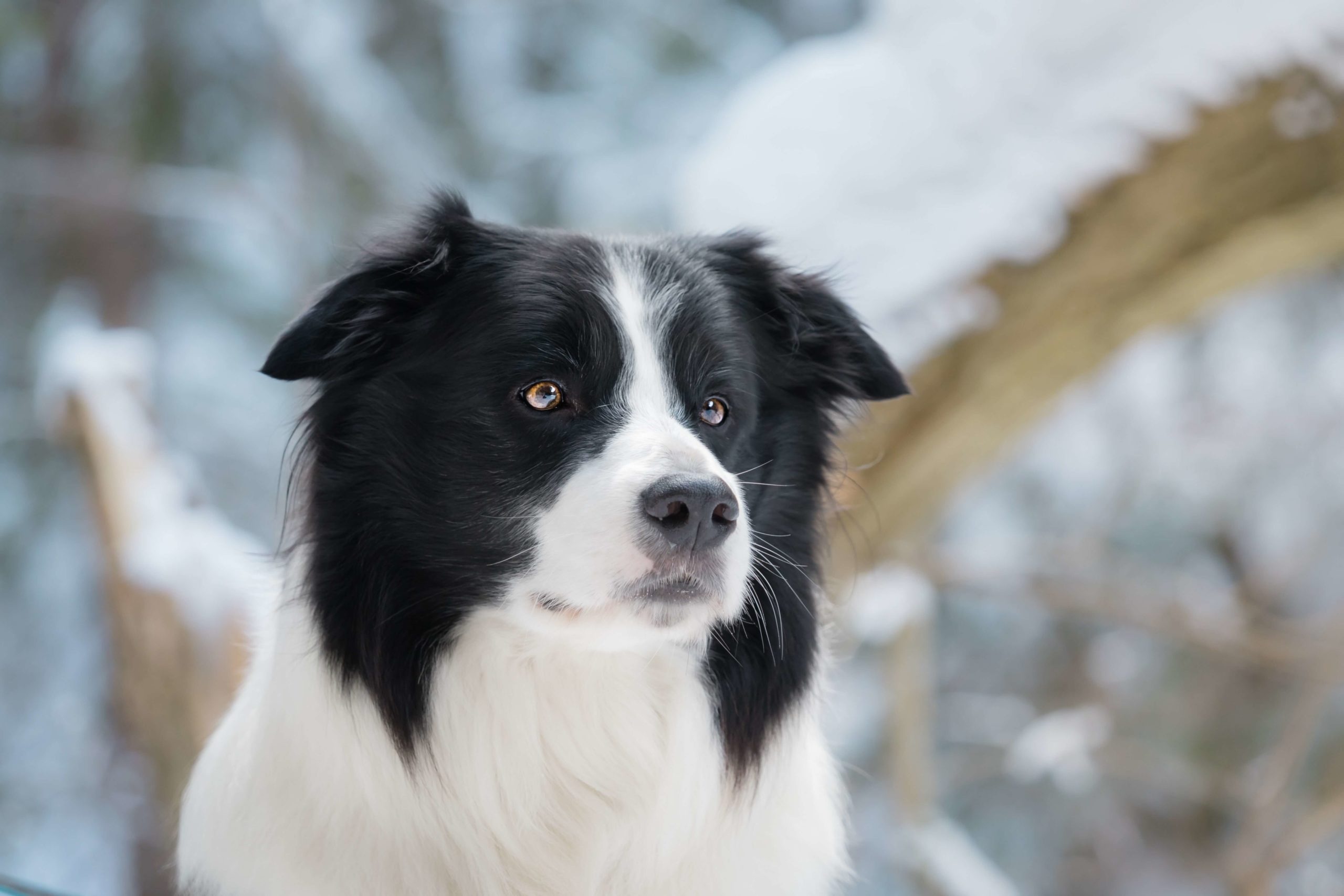 Collie's personality, Gentle companion, Dedicated caretaker, Loving family member, 2560x1710 HD Desktop