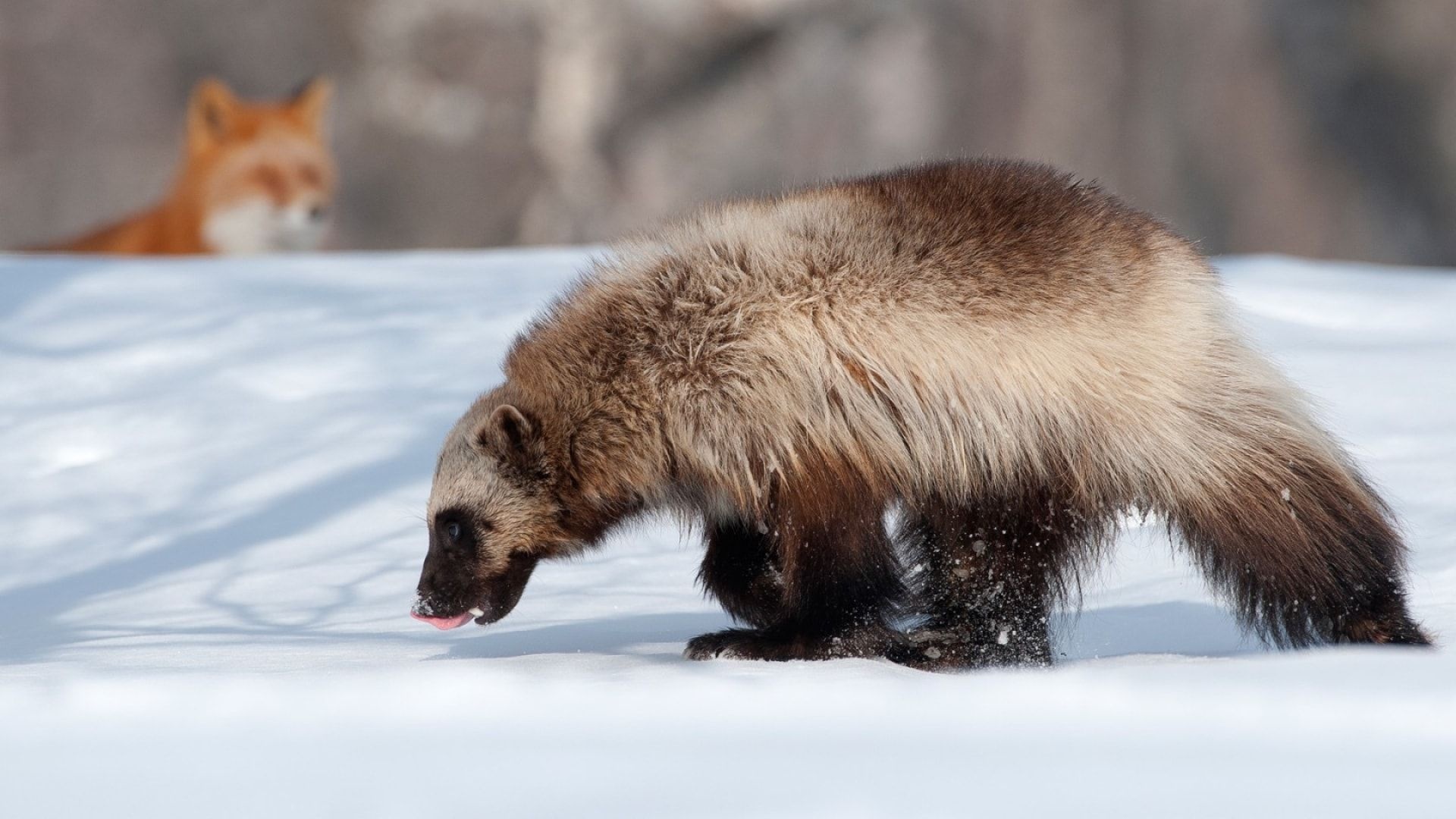 Wolverine animal wallpapers, 4K HD, Gulo gulo, Animal planet, 1920x1080 Full HD Desktop