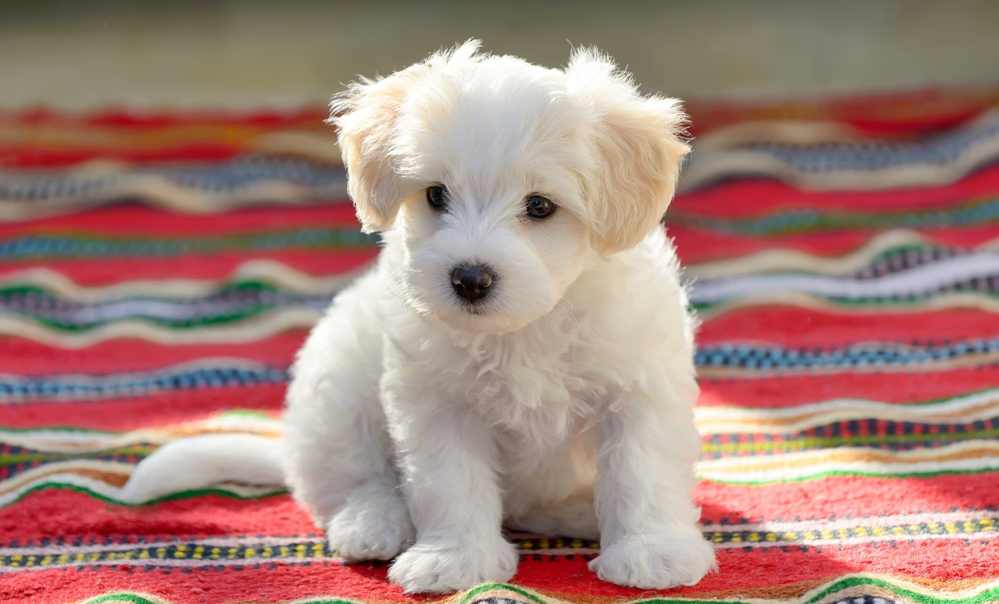 Bolognese Dog, Maltese wallpaper, 2000x1210 HD Desktop