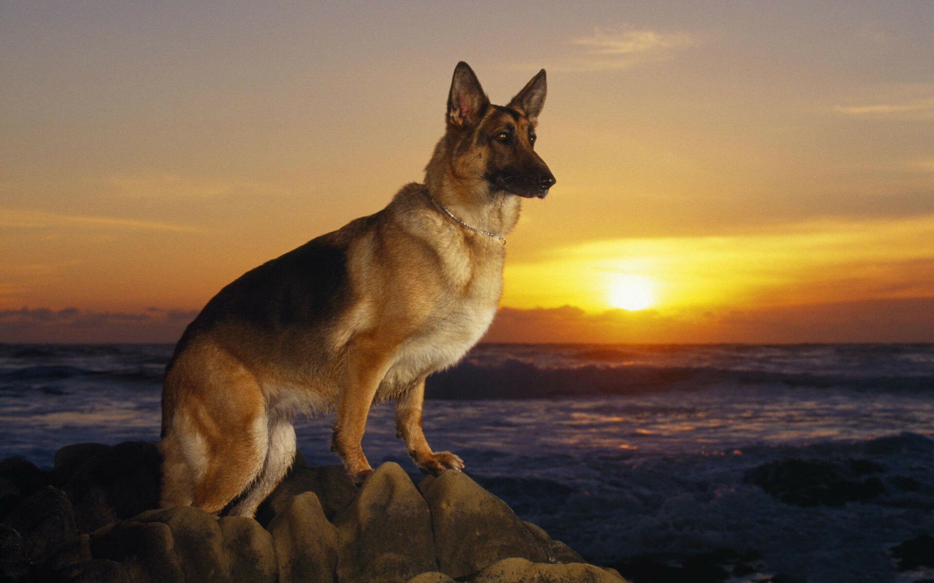 German Shepherd, Dogs Wallpaper, 1920x1200 HD Desktop