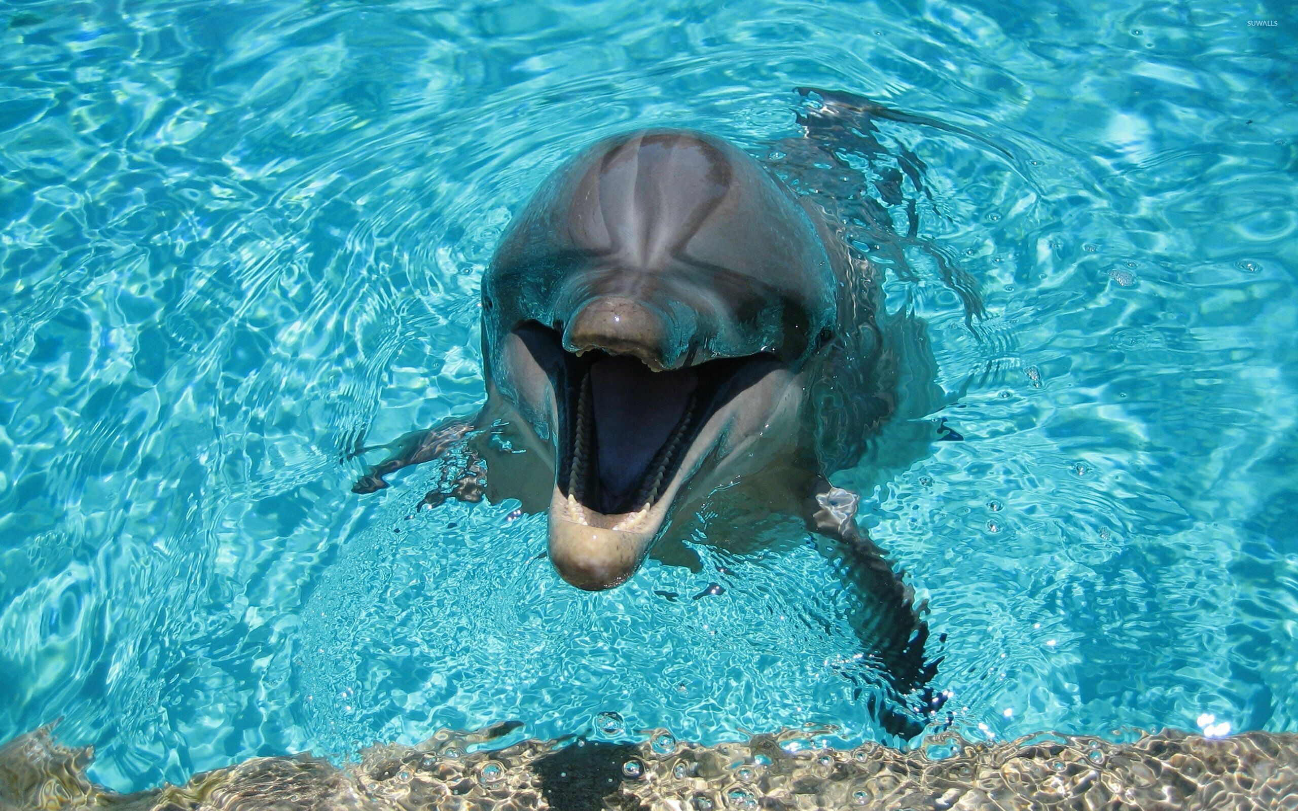 Happy dolphins, Poolside joy, Playful marine life, Animal wallpaper, 2560x1600 HD Desktop