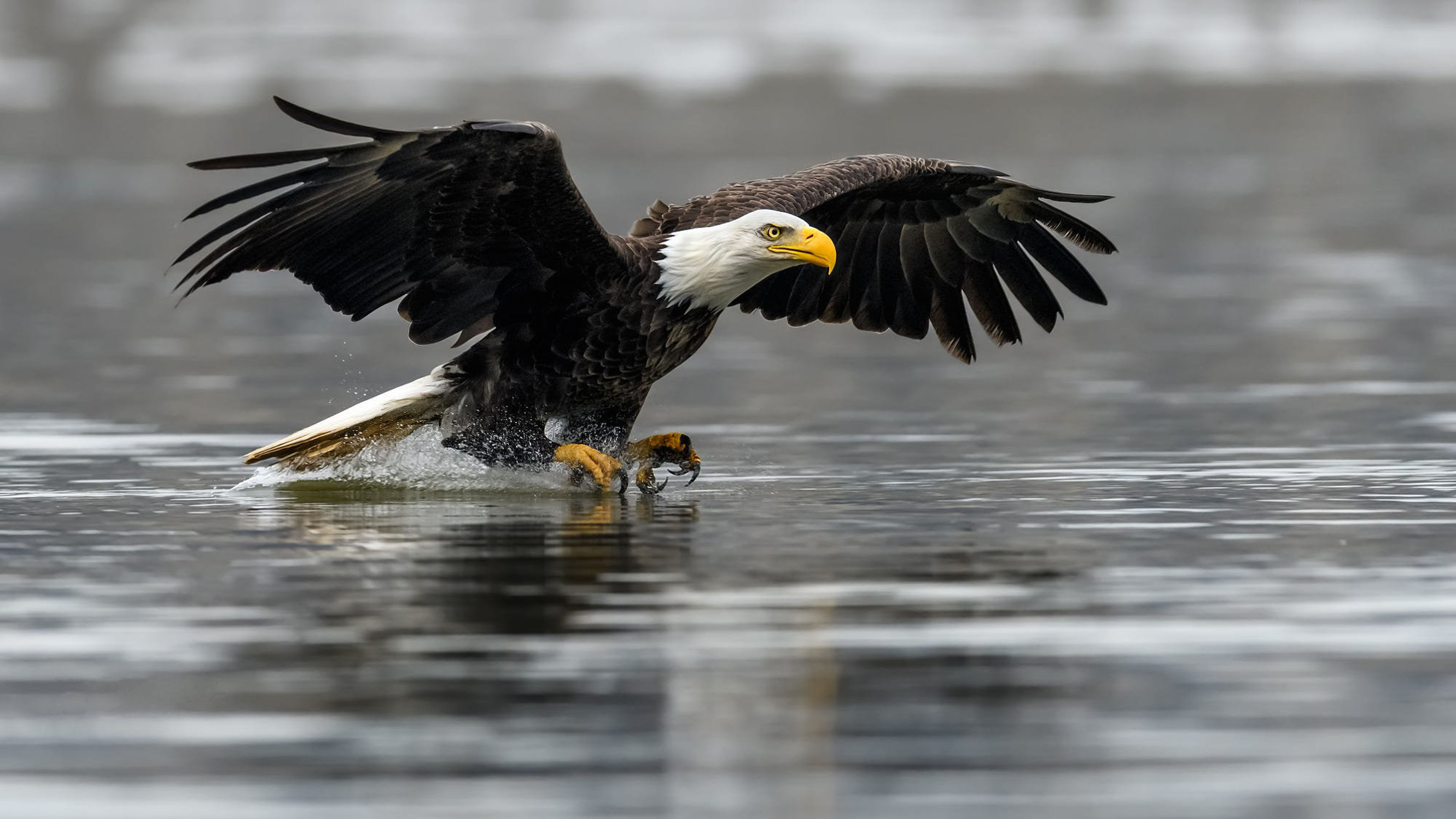 Bird bald eagle, Raptors, North American settlement, Canada and Alaska, 3840x2160 4K Desktop