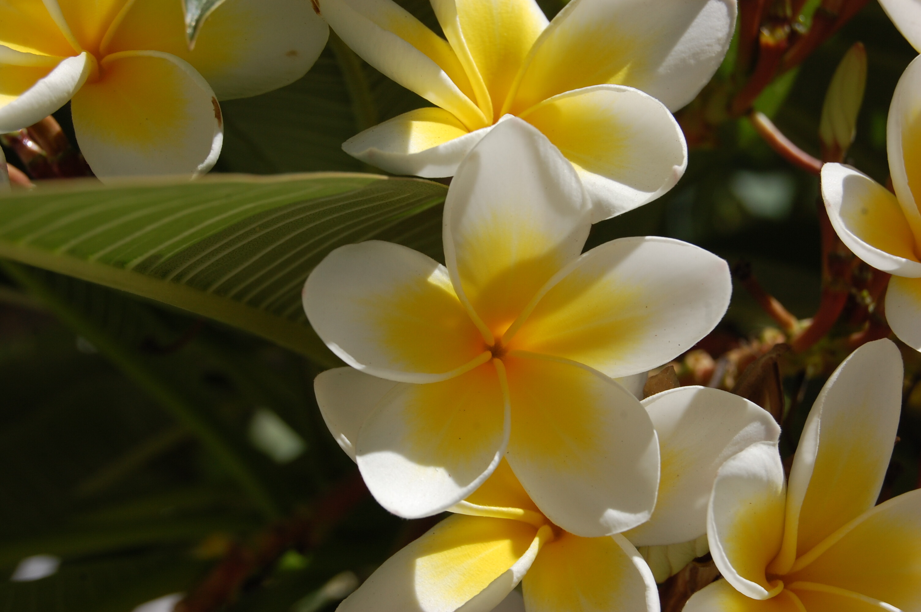 Red frangipani, Landscape wonders, Nature's fiery touch, Architectural beauty, 3010x2000 HD Desktop