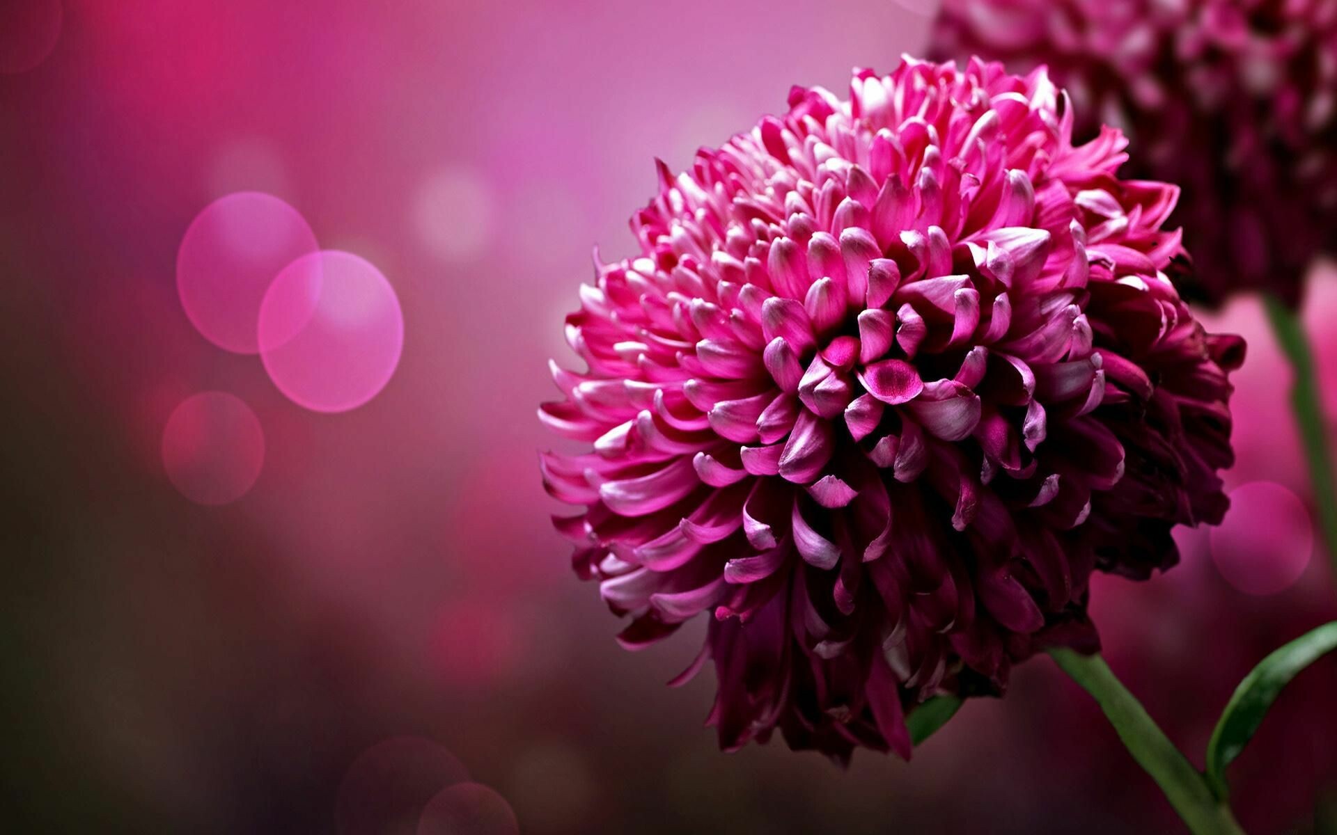 Chrysanthemum wallpapers, Stunning backgrounds, Floral beauty, Vibrant colors, 1920x1200 HD Desktop