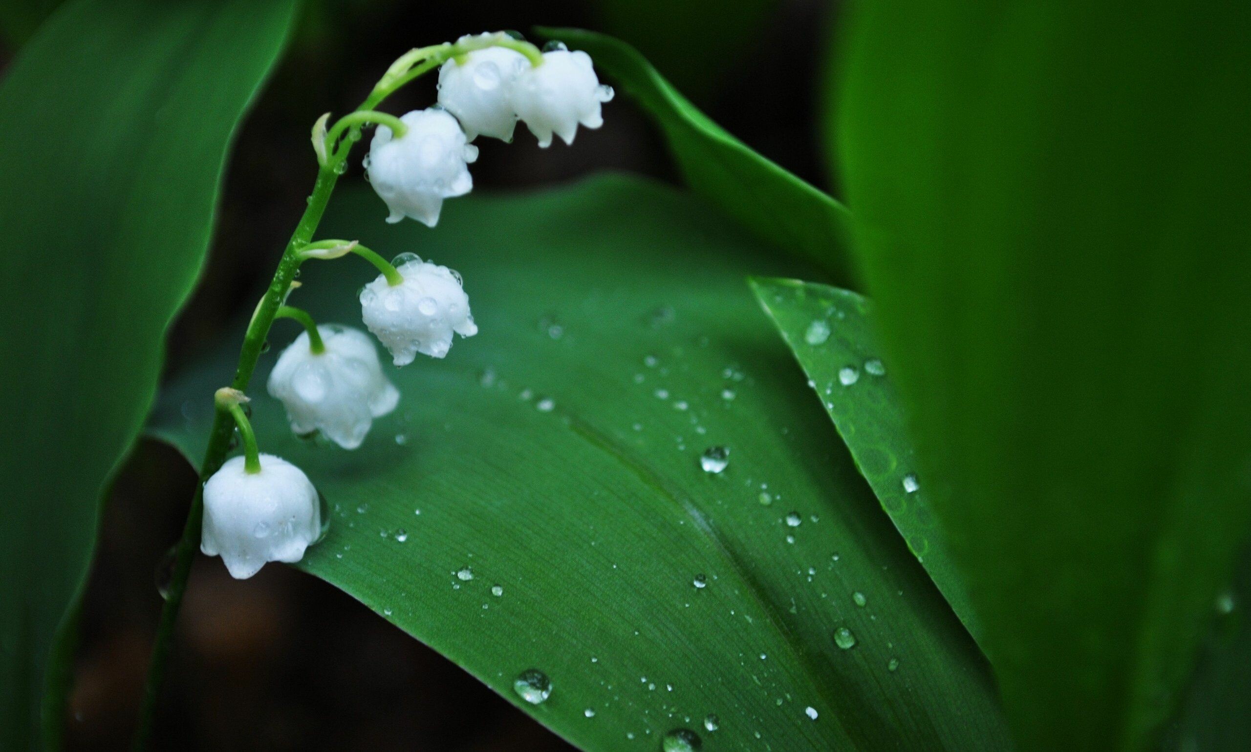 Lily of the Valley, Wallpaper perfection, Floral delight, Serene beauty, 2560x1540 HD Desktop