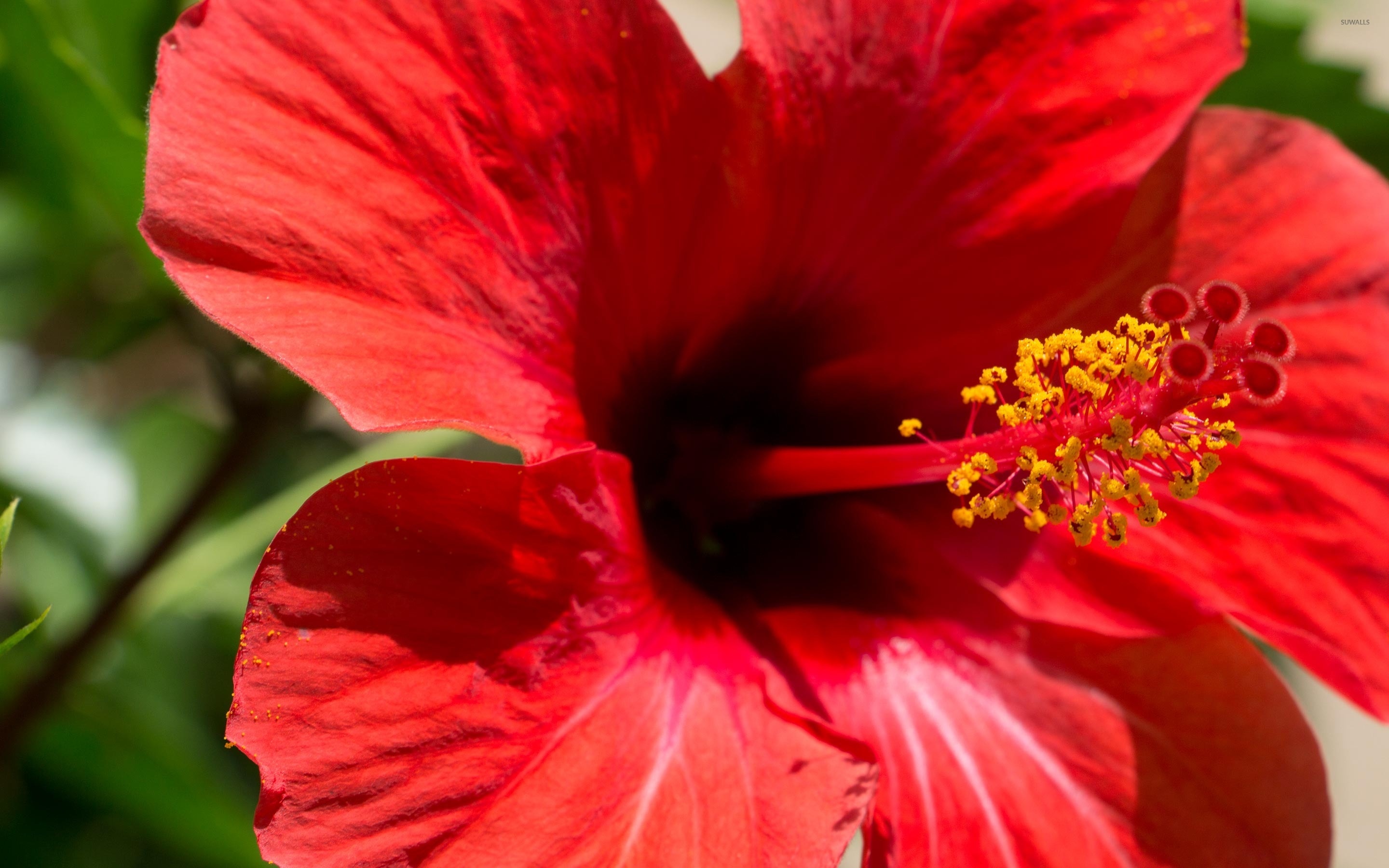 Close-up, Hibiscus Wallpaper, 2880x1800 HD Desktop