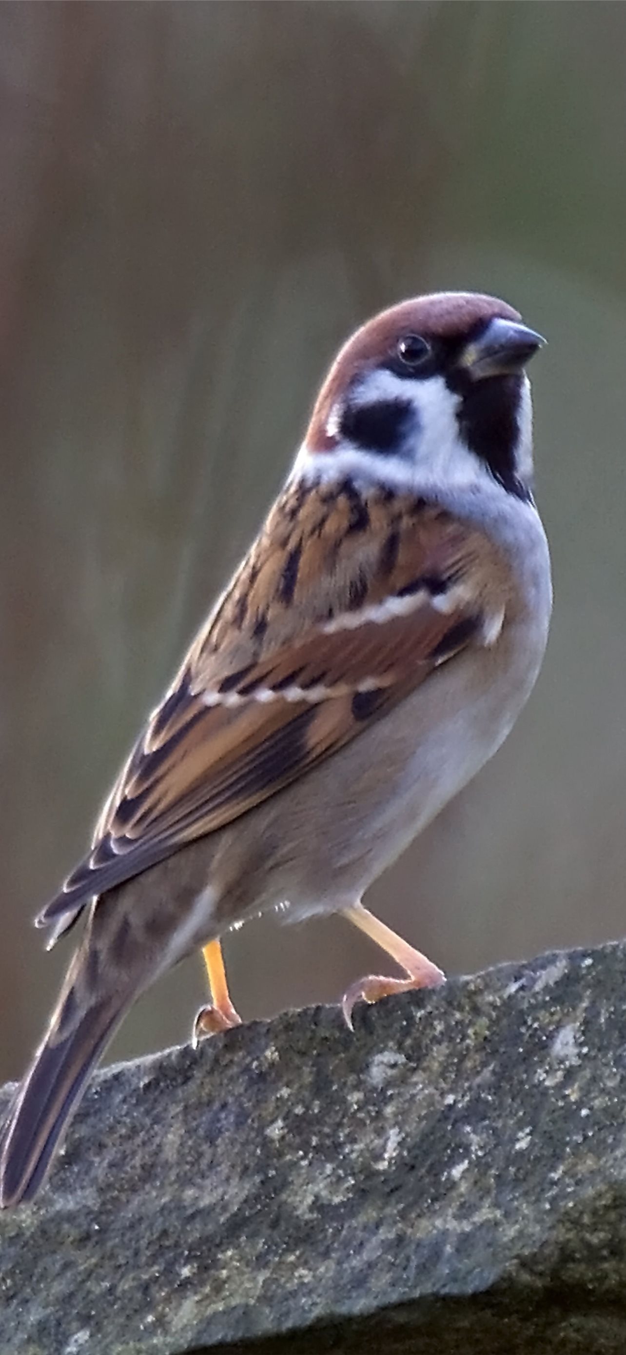 House sparrow, iPhone wallpapers, Free download, Bird lover's delight, 1290x2780 HD Phone