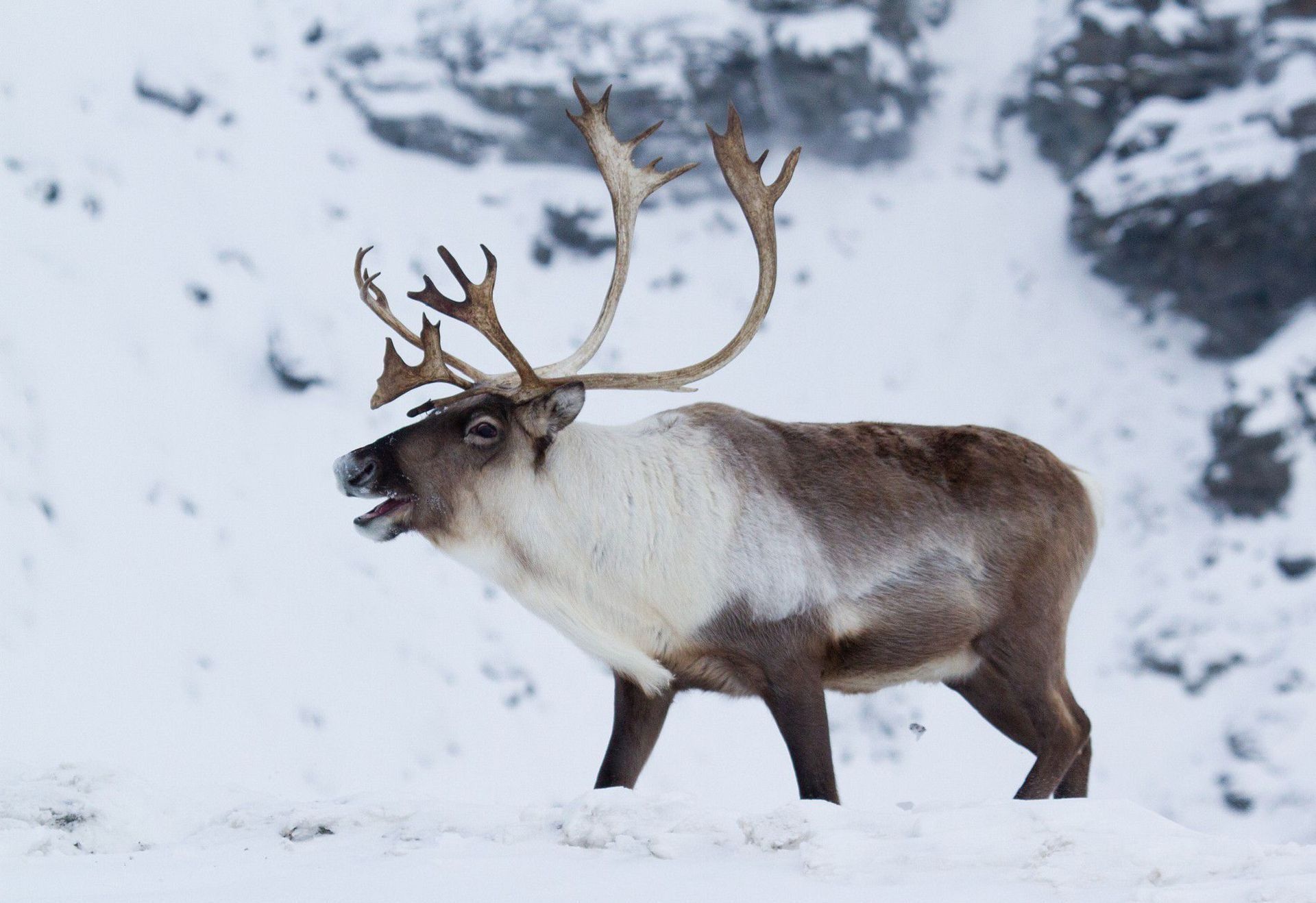 Caribou wallpapers, Stunning backgrounds, Majestic animals, Natural splendor, 1920x1320 HD Desktop