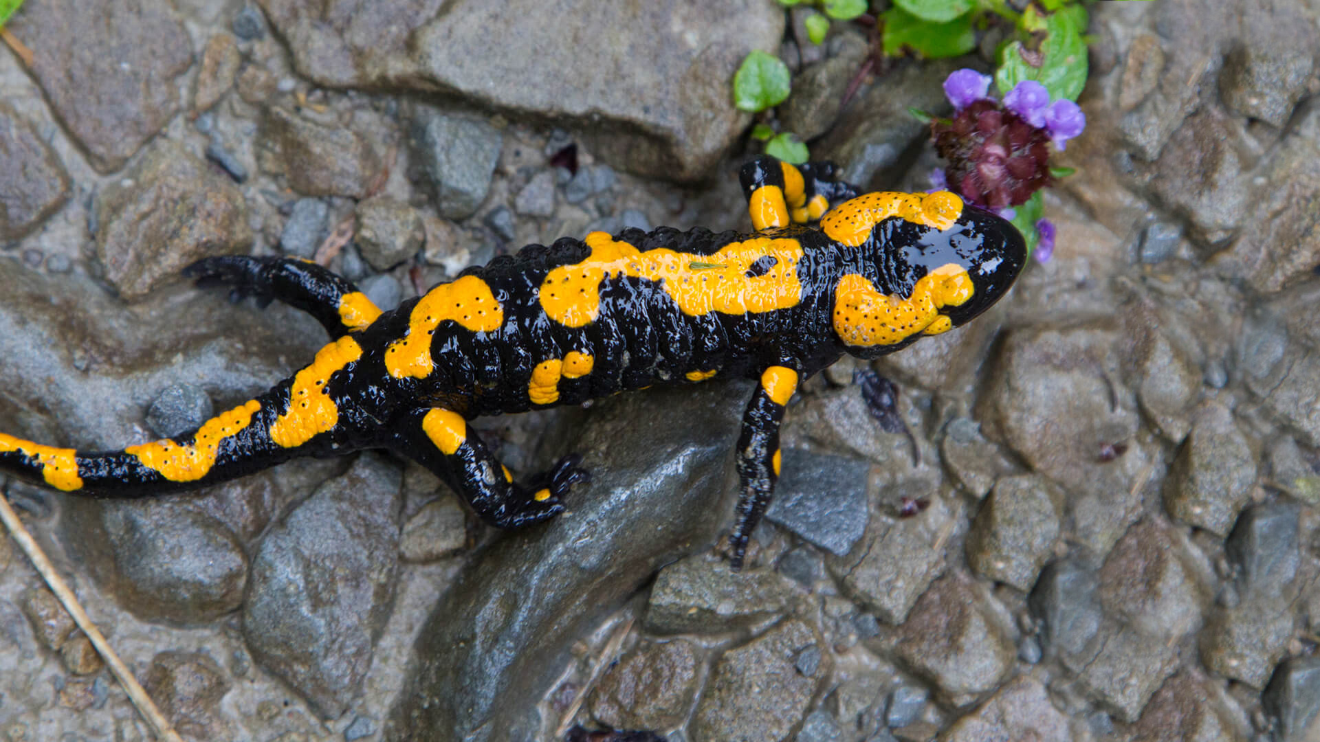 Mesmerizing salamander, Exotic amphibian, Colorful creature, High-quality wallpaper, 1920x1080 Full HD Desktop