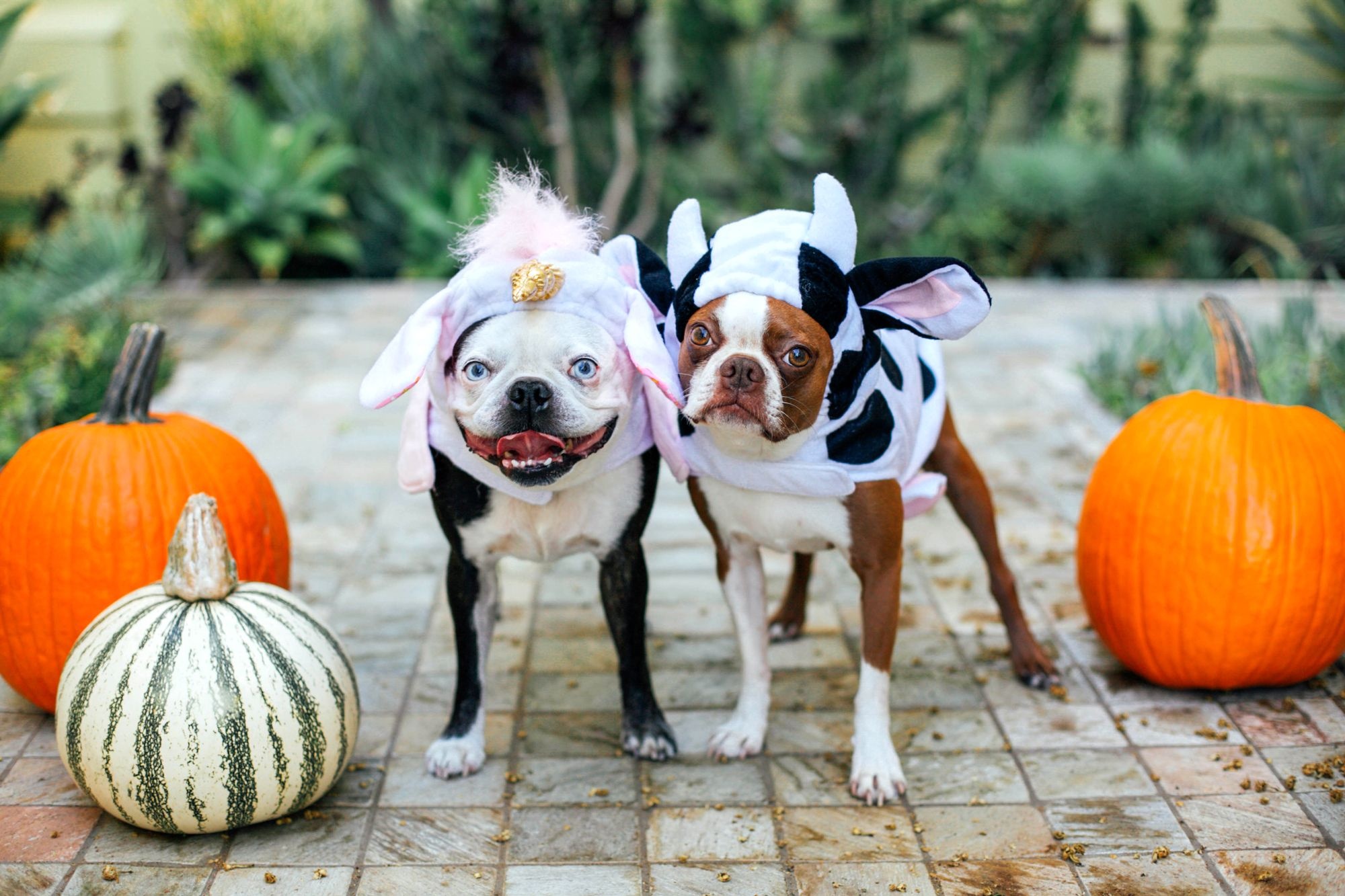 Halloween Pets, Dog costumes, Cute pet costumes, Halloween fun, 2000x1340 HD Desktop