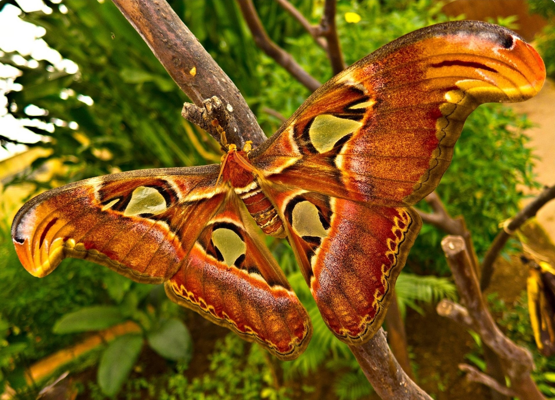 Moth desktop wallpapers, HD background images, 1920x1200, 1920x1390 HD Desktop