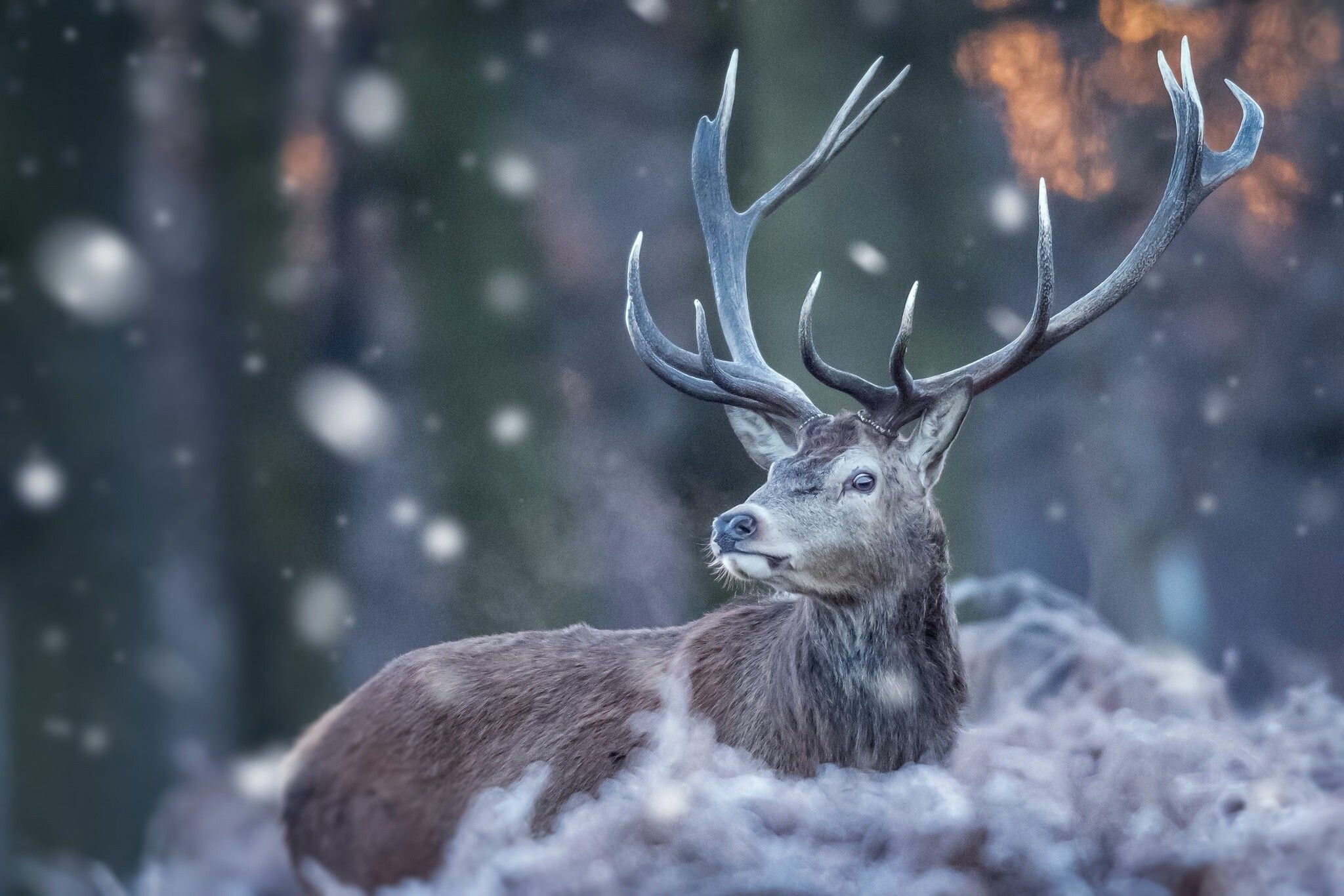 Snowy deer wallpapers, 4K HD, 2050x1370 HD Desktop